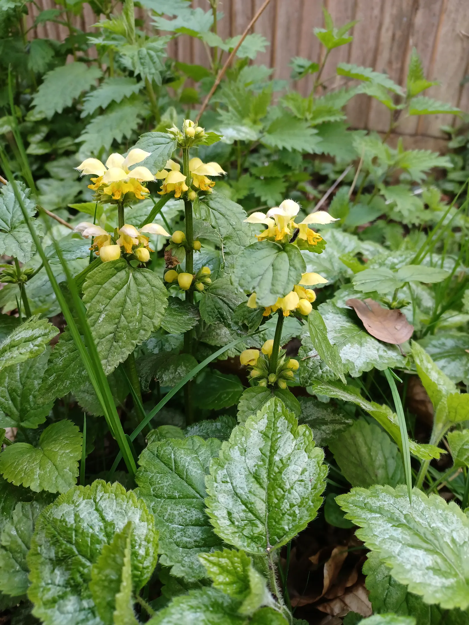 Yellow Archangel (Lamium Galeobdolon) — From late spring to early summer; due caution should be taken, image 124