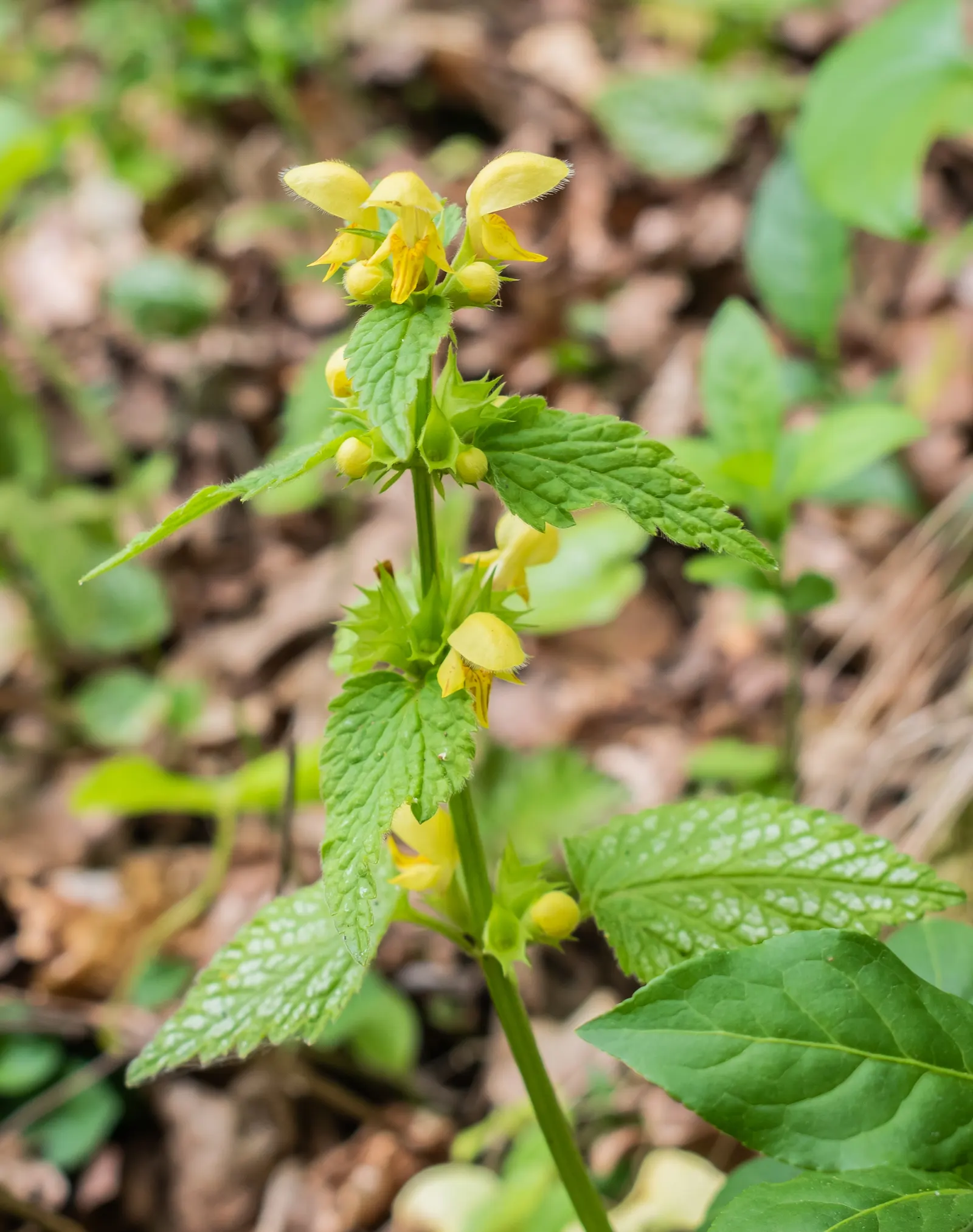 Yellow Archangel (Lamium Galeobdolon) — Thriving in USDA Hardiness Zones 3 through 8; shade-loving perennial renowned for its vibrant foliage and, image 54