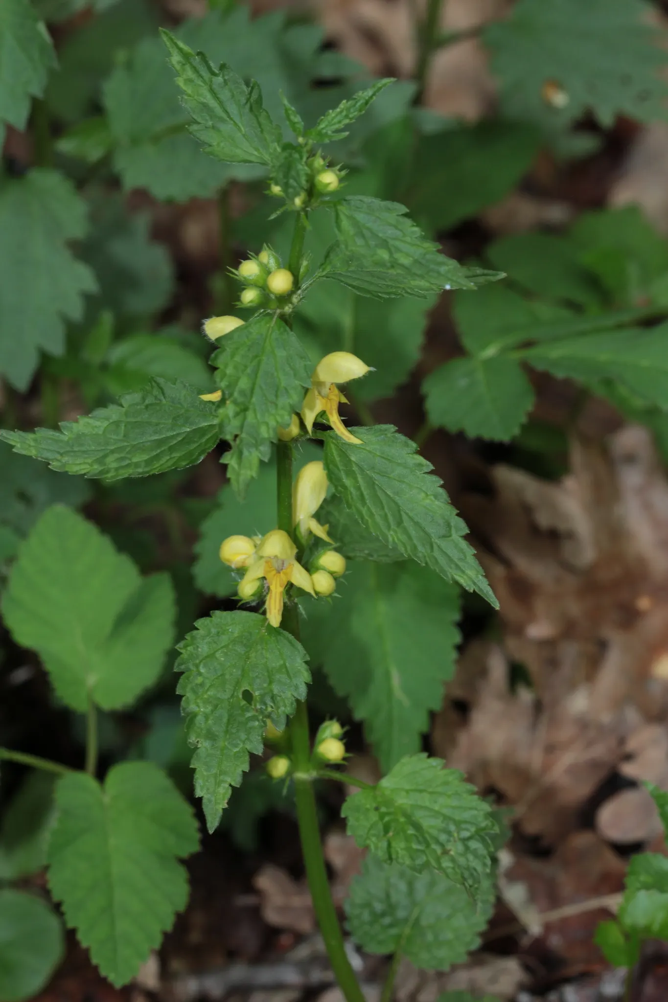 Yellow Archangel (Lamium Galeobdolon) — Flourishing up to a height of 12-24 inches; it's a low-maintenance option that is adept at crowding out, image 70