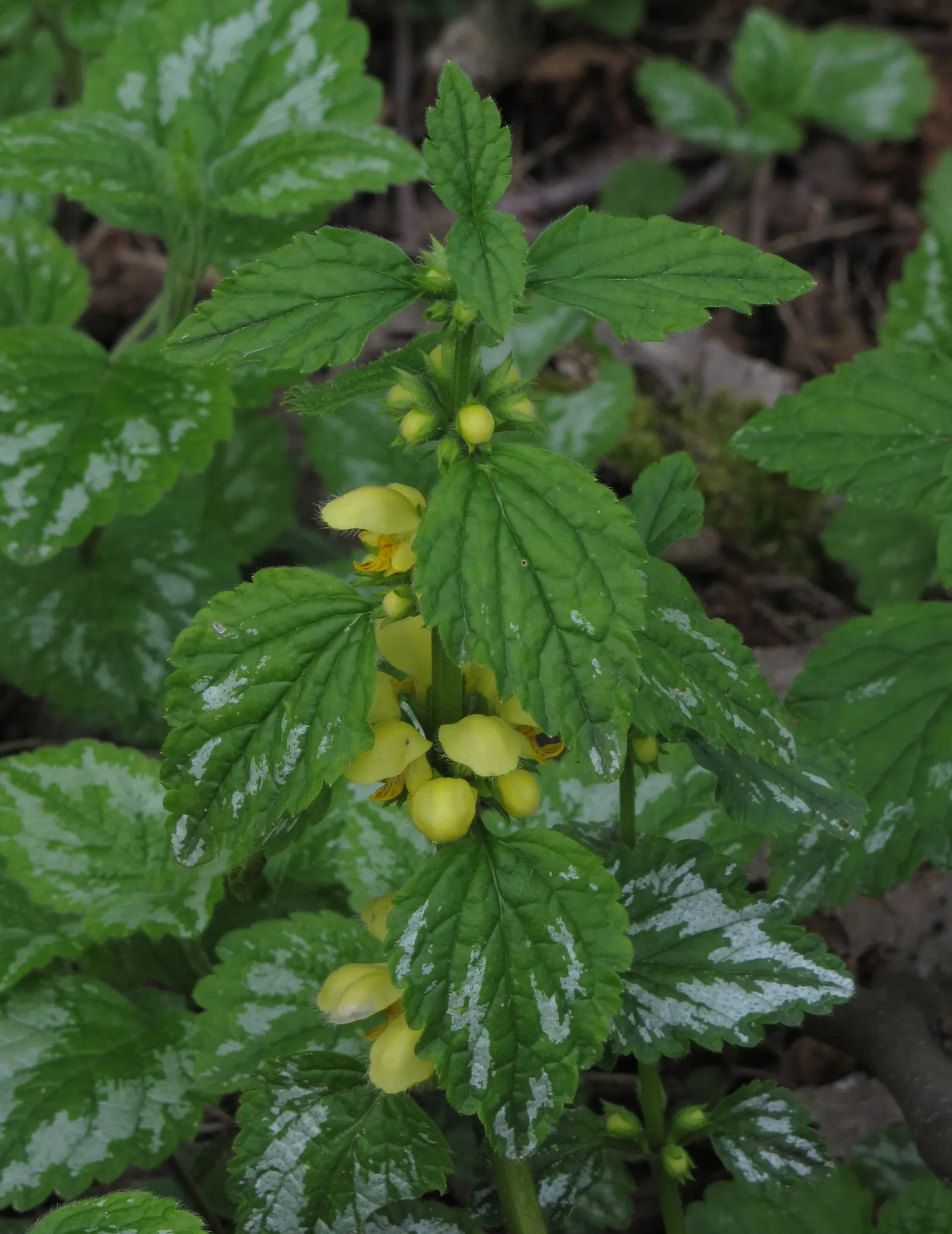 Yellow Archangel (Lamium Galeobdolon) — and other shade perennials