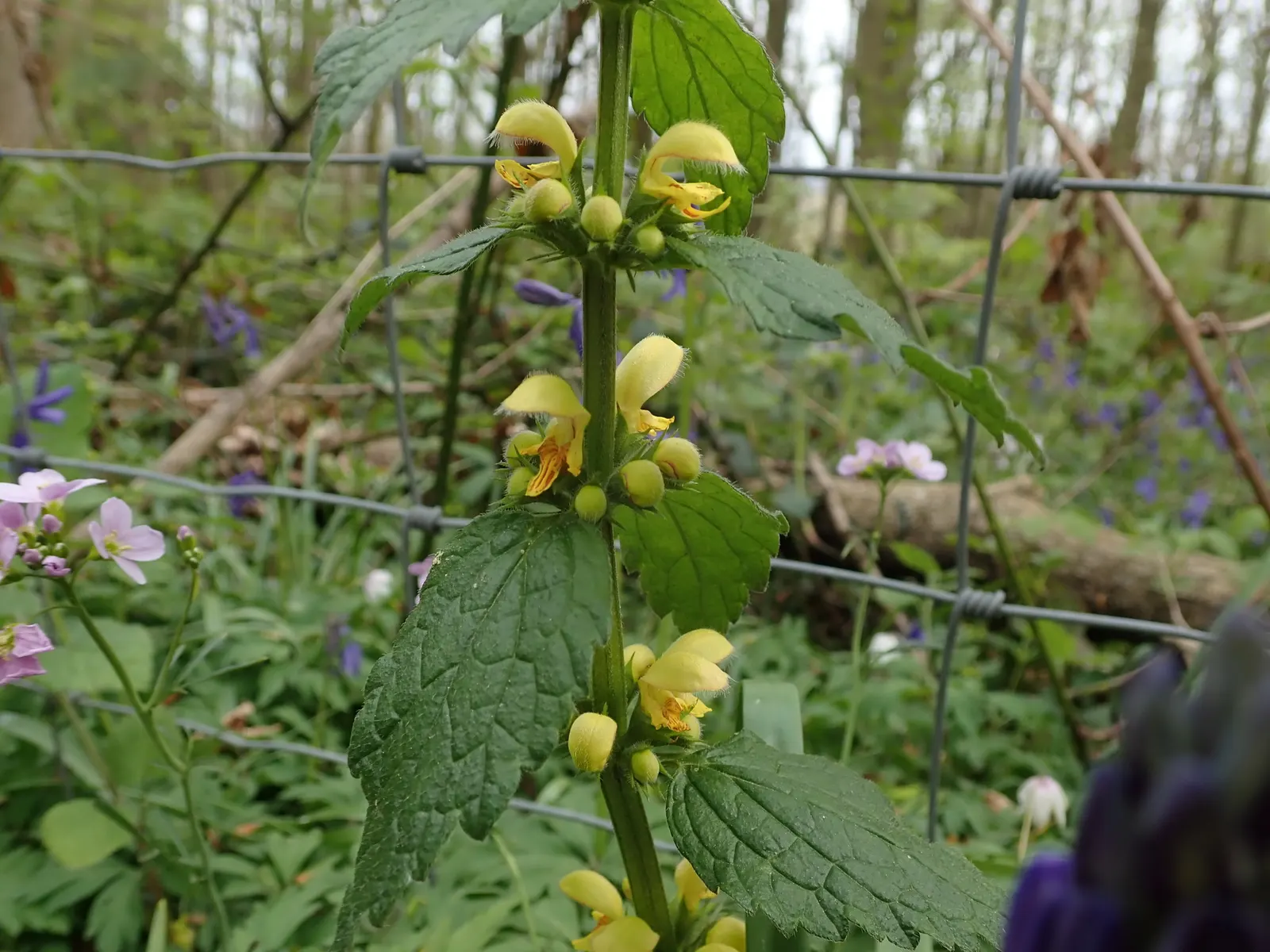 Yellow Archangel (Lamium Galeobdolon) — scientifically called Lamium galeobdolon; spreading by both runners and self-seeding