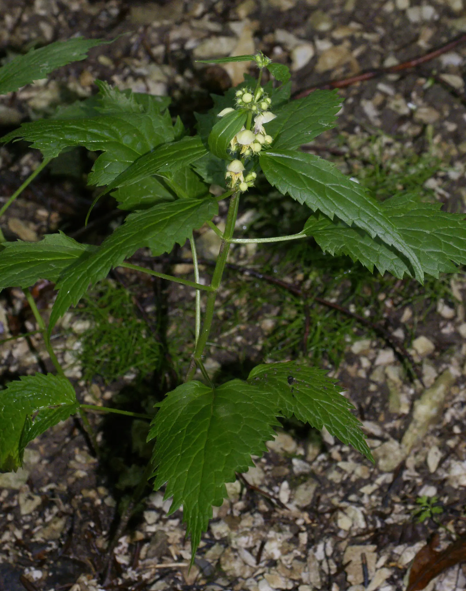 Yellow Archangel (Lamium Galeobdolon) — adding a pop of color to the green tapestry of the landscape.<br><br>This plant's growth habit is vigorous