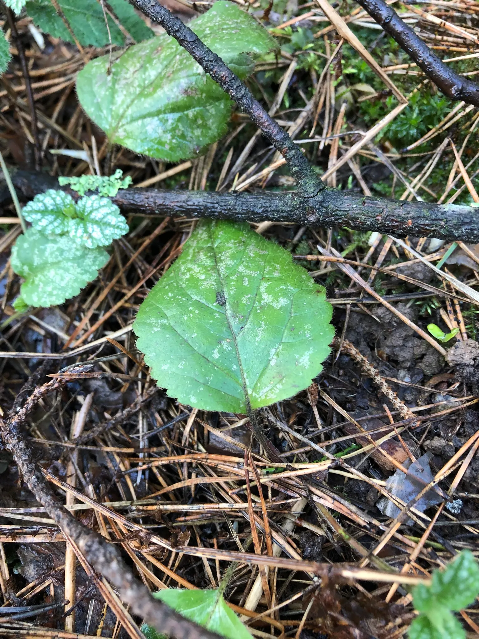 Yellow Archangel (Lamium Galeobdolon) — Yellow Archangel is superb when partnered with ferns; flourishing up to a height of 12-24 inches, image 86
