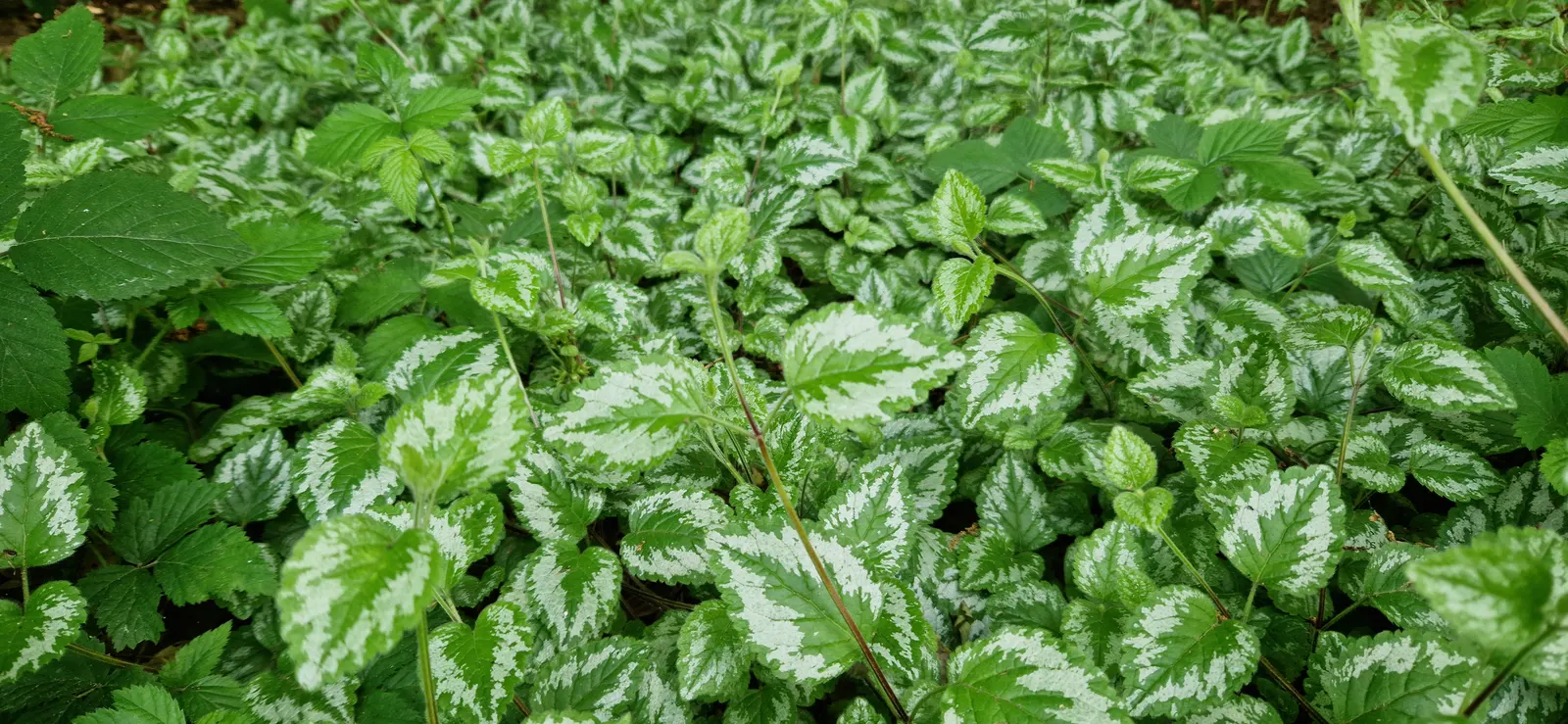 Yellow Archangel (Lamium Galeobdolon) — and attracting pollinators to woodland gardens and shaded borders; from late spring to early summer, image 120