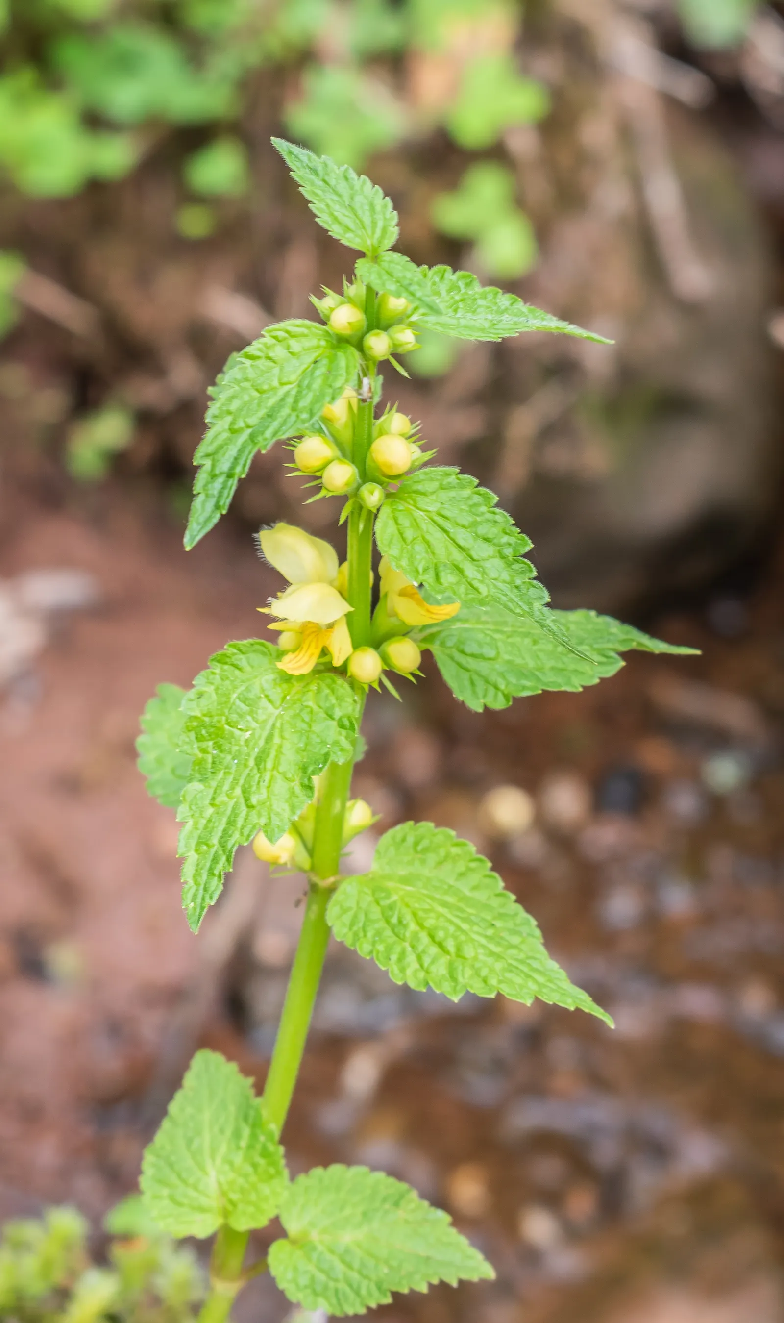 Yellow Archangel (Lamium Galeobdolon) — as it can become invasive in certain conditions; yellow blossoms atop its square stems, image 84
