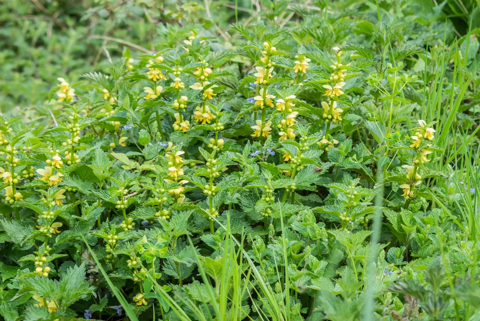 Yellow Archangel (Lamium Galeobdolon) — From late spring to early summer; due caution should be taken