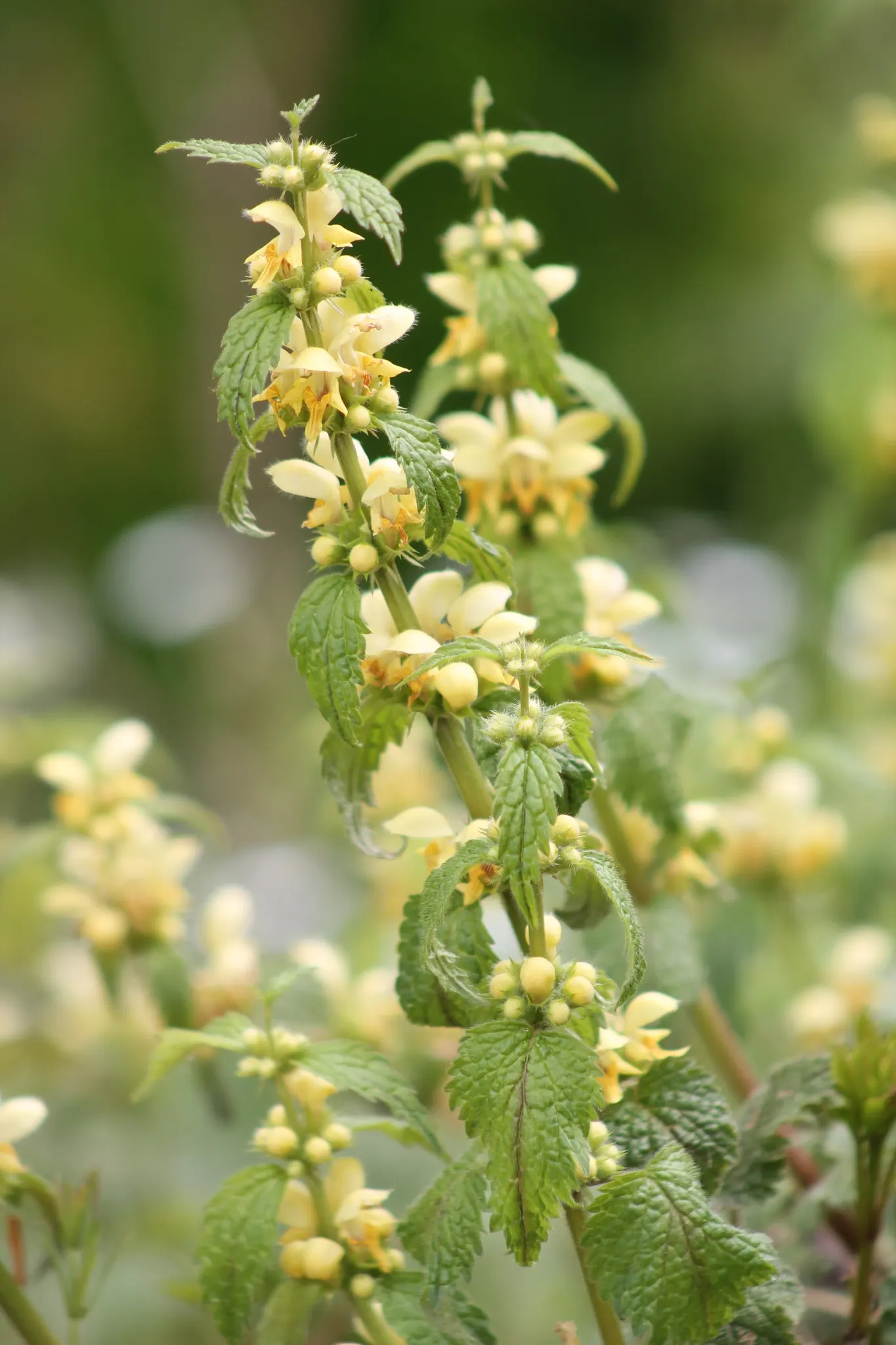 Yellow Archangel (Lamium Galeobdolon) — shade-loving perennial renowned for its vibrant foliage and distinctive flowers