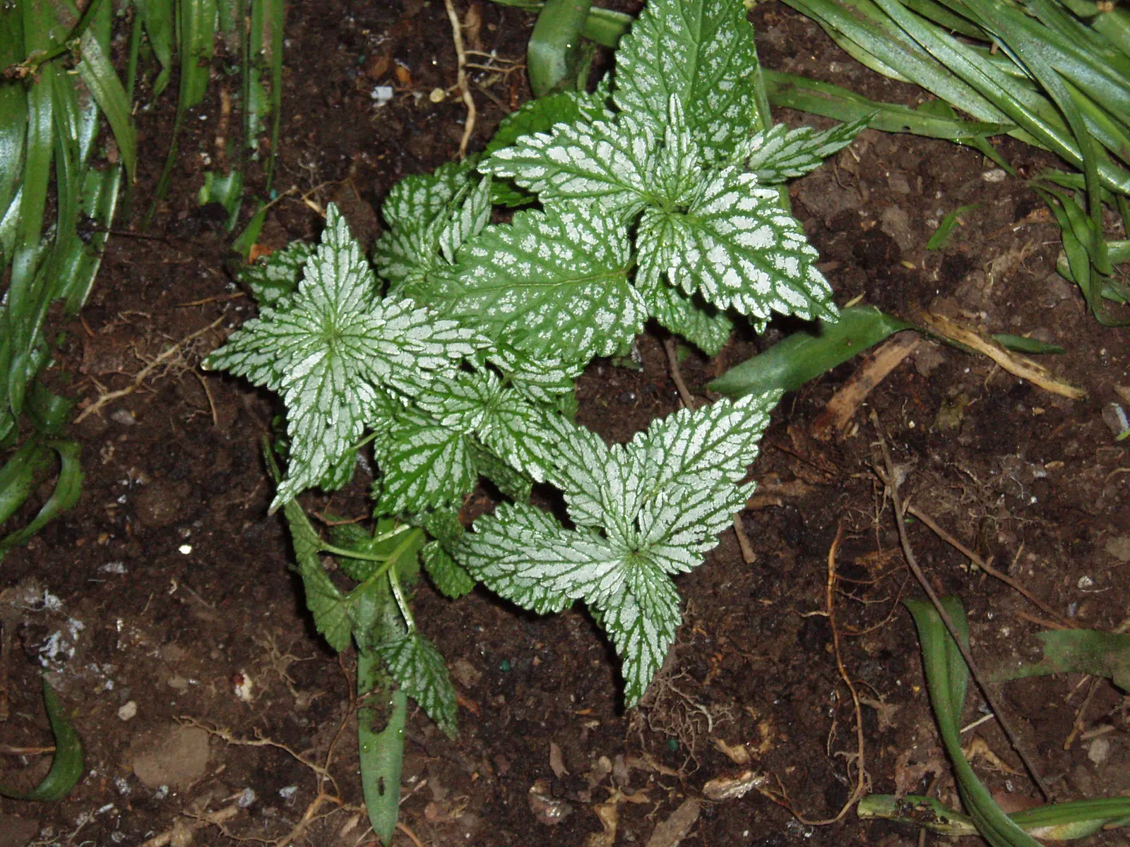 Yellow Archangel (Lamium Galeobdolon) — yellow blossoms atop its square stems; yellow flowers in the garden