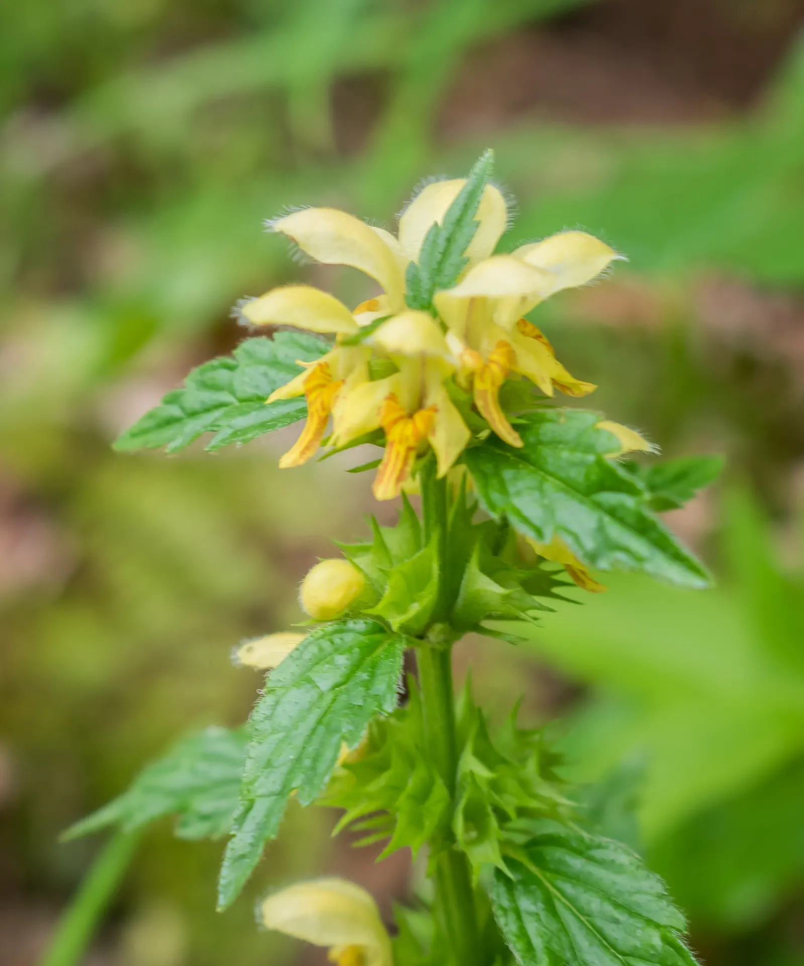 Yellow Archangel (Lamium Galeobdolon) — yellow blossoms atop its square stems; yellow flowers in the garden, image 56