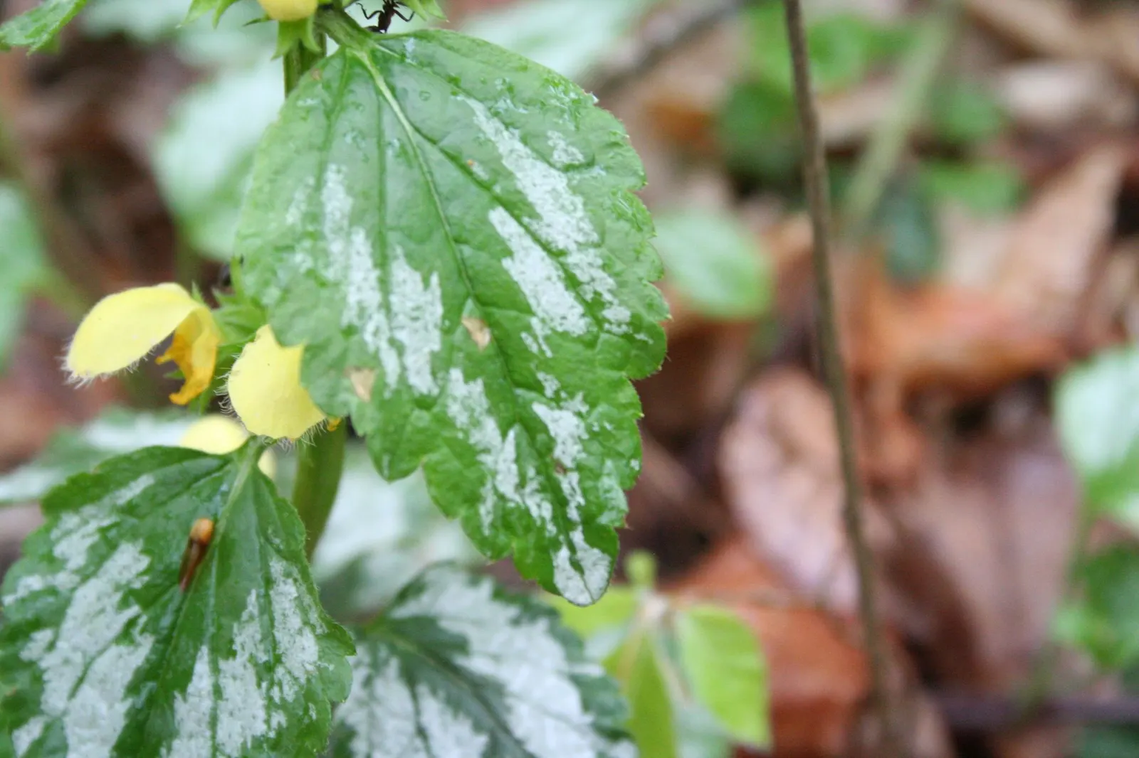 Yellow Archangel (Lamium Galeobdolon) — shade-loving perennial renowned for its vibrant foliage and distinctive flowers; ground cover / perennial, image 99