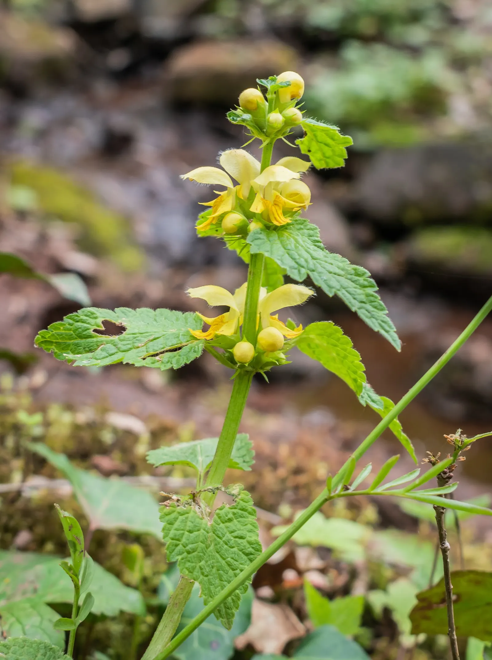Yellow Archangel (Lamium Galeobdolon) — Thriving in USDA Hardiness Zones 3 through 8