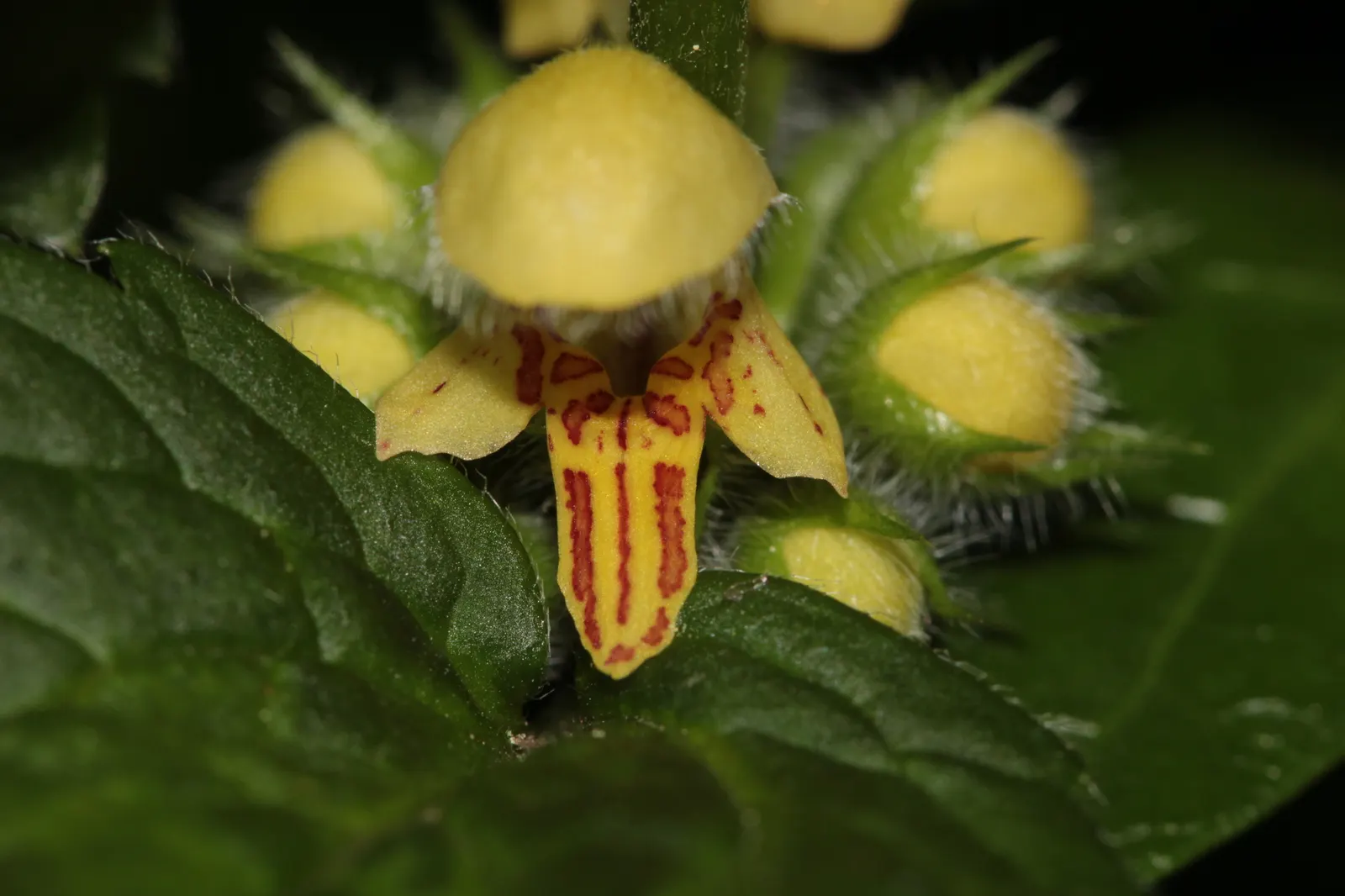 Yellow Archangel (Lamium Galeobdolon) — adding a pop of color to the green tapestry of the landscape.<br><br>This plant's growth habit is vigorous, image 103