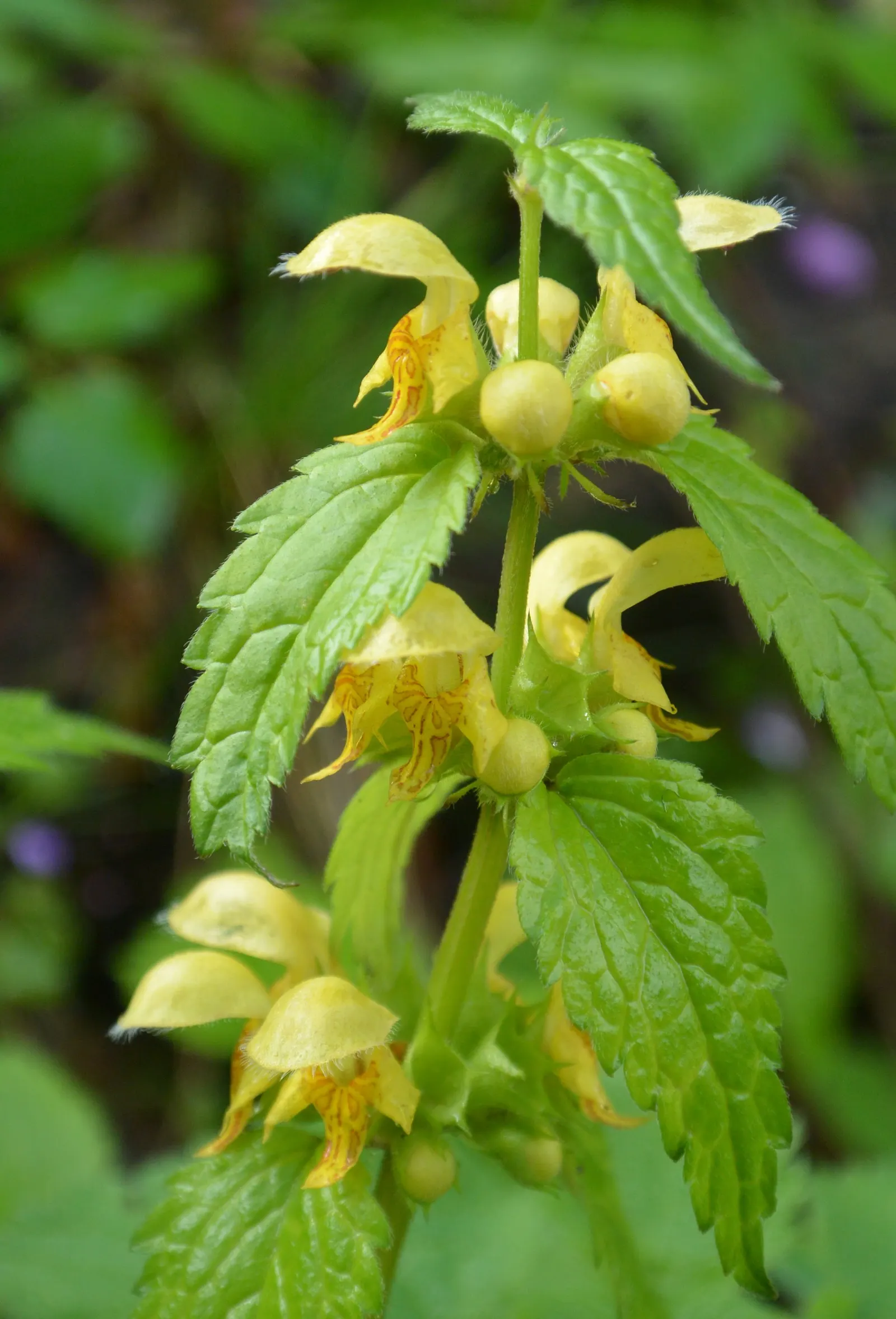 Yellow Archangel (Lamium Galeobdolon) — shade-loving perennial renowned for its vibrant foliage and distinctive flowers; ground cover / perennial, image 122