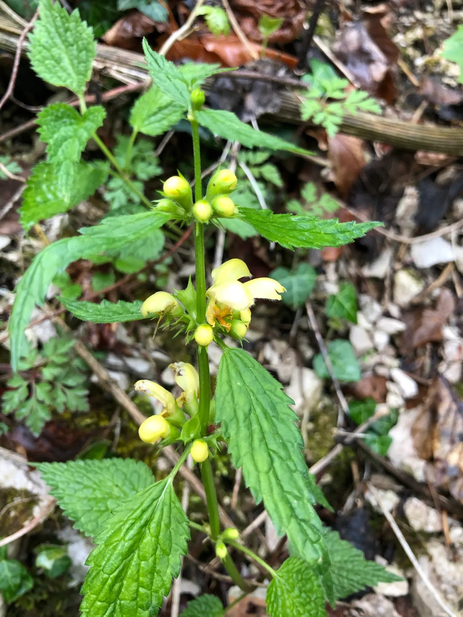 Yellow Archangel (Lamium Galeobdolon) — enabling it to fill in bare spots efficiently, image 81