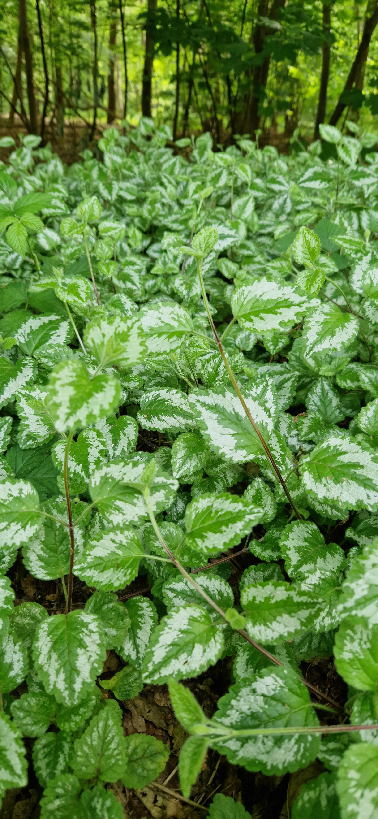 Yellow Archangel (Lamium Galeobdolon) — as it can become invasive in certain conditions; yellow blossoms atop its square stems, image 107