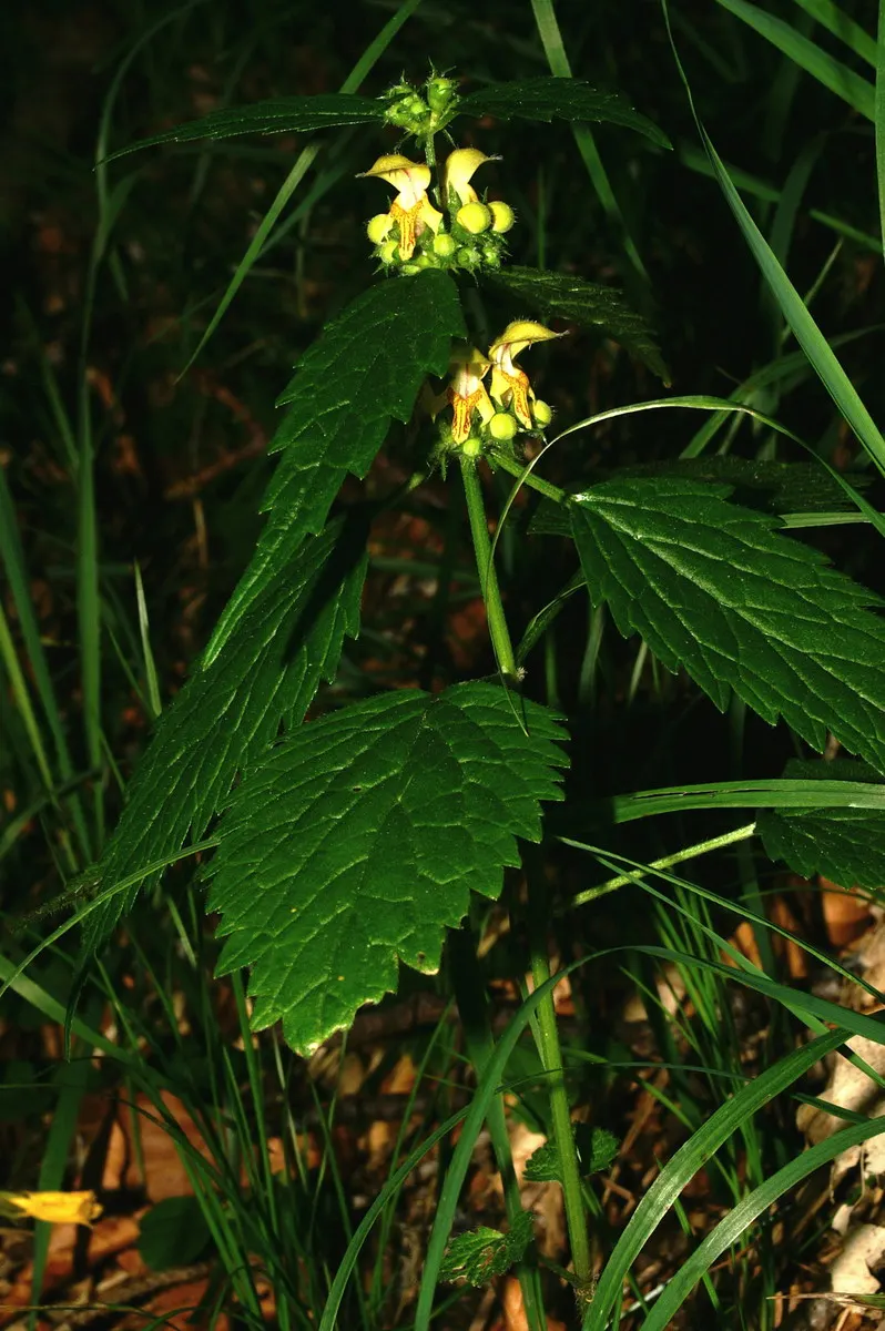 Yellow Archangel (Lamium Galeobdolon) — this hardy plant spreads 18-36 inches wide