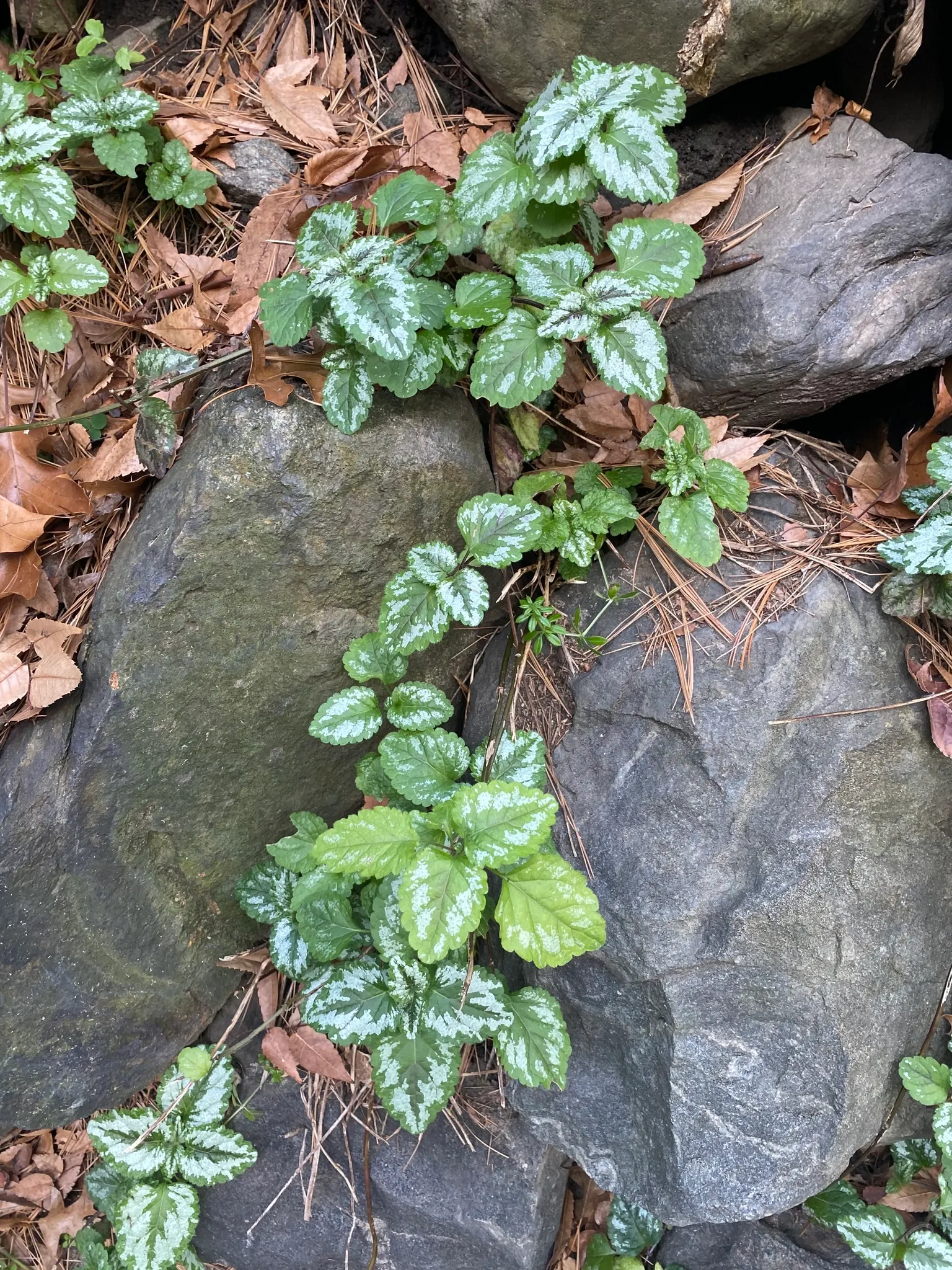 Yellow Archangel (Lamium Galeobdolon) — ground cover / perennial with yellow blooms; making it an ideal ground cover, image 114