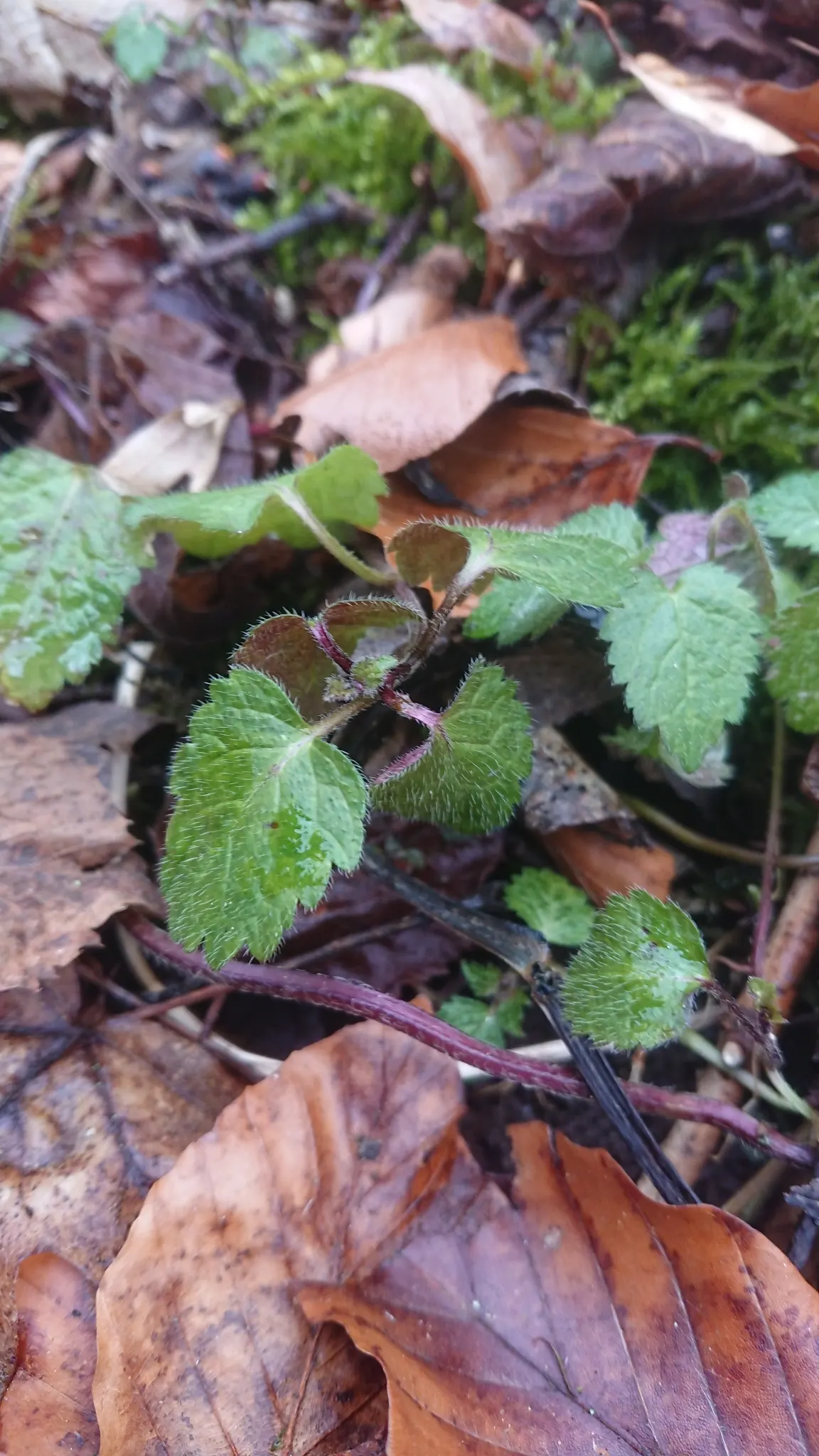 Yellow Archangel (Lamium Galeobdolon) — ground cover / perennial for deep shade or half or shade; ensure the client is aware of its invasive, image 92