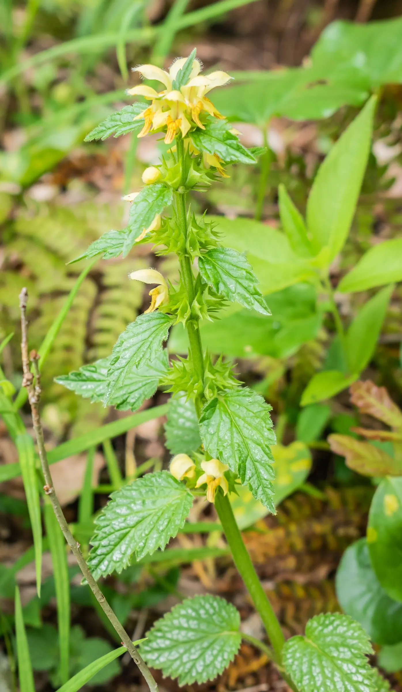 Yellow Archangel (Lamium Galeobdolon) — ground cover / perennial with yellow blooms; making it an ideal ground cover, image 68