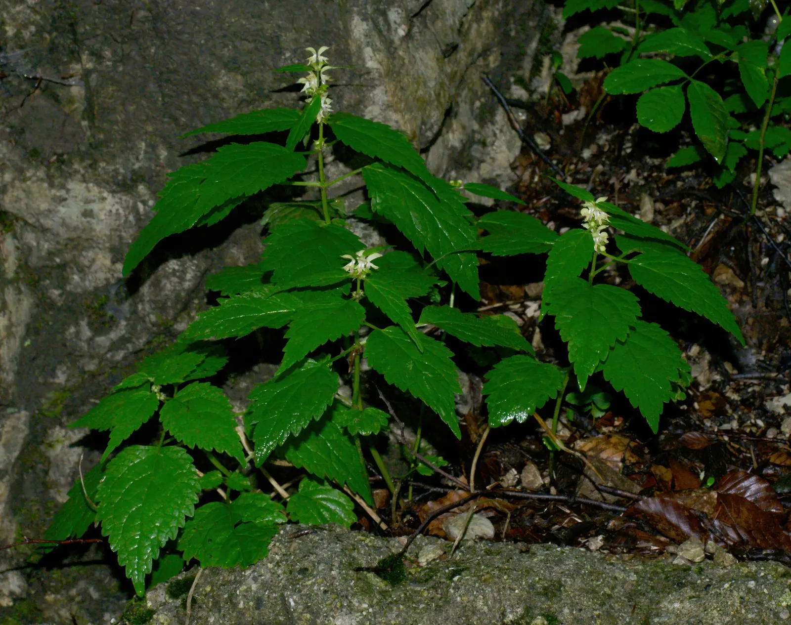 Yellow Archangel (Lamium Galeobdolon) — due caution should be taken; providing excellent coverage in partly shaded areas, image 129