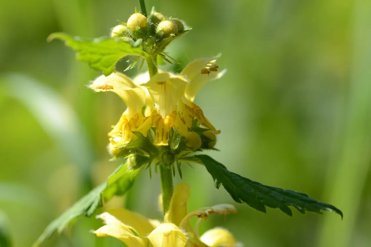 Yellow Archangel (Lamium Galeobdolon) — spreading by both runners and self-seeding; yellow Archangel is superb when partnered with ferns, image 131