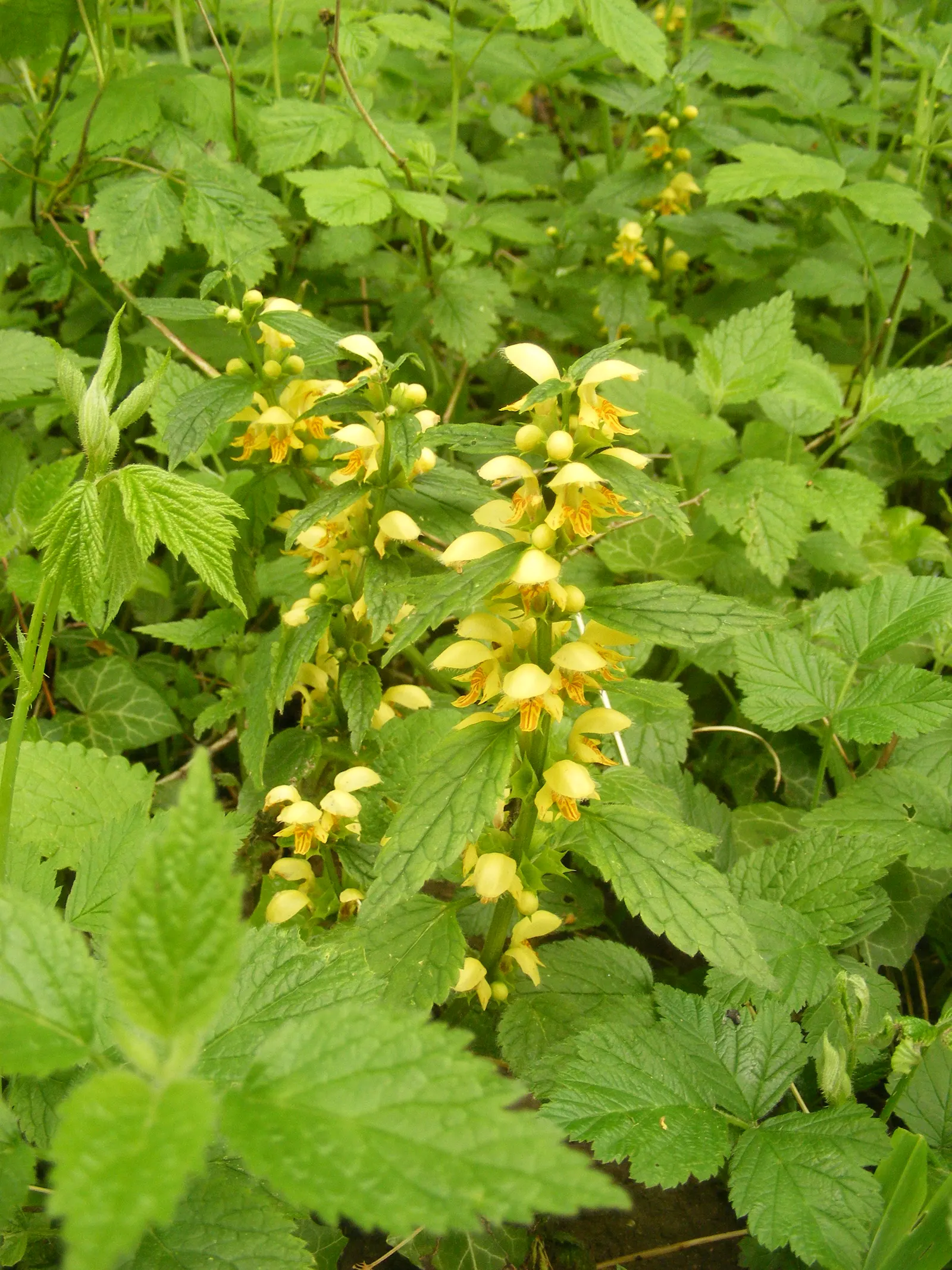 Yellow Archangel (Lamium Galeobdolon) — making it an ideal ground cover
