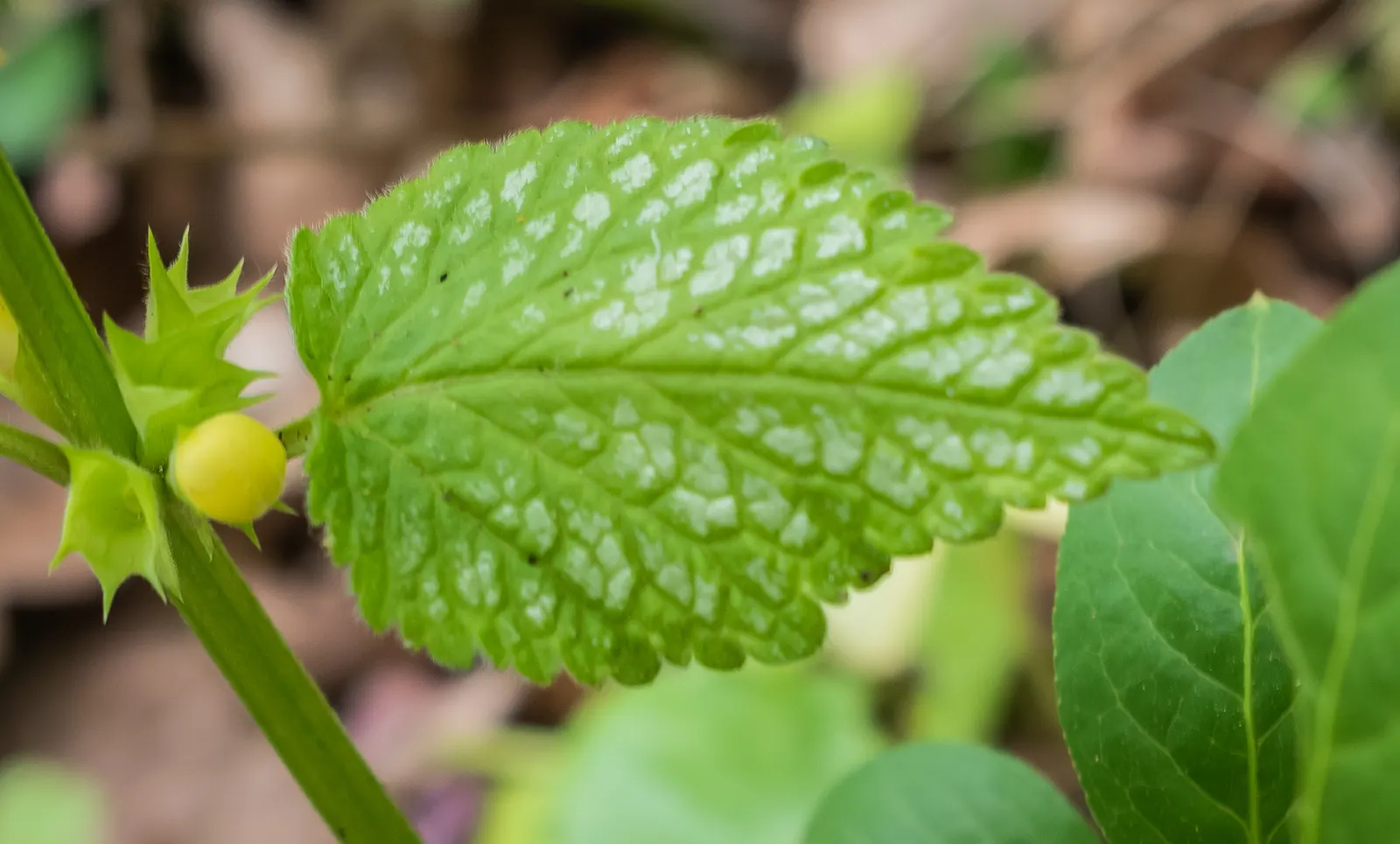 Yellow Archangel (Lamium Galeobdolon) — this hardy plant spreads 18-36 inches wide; adding a pop of color to the green tapestry of the, image 71