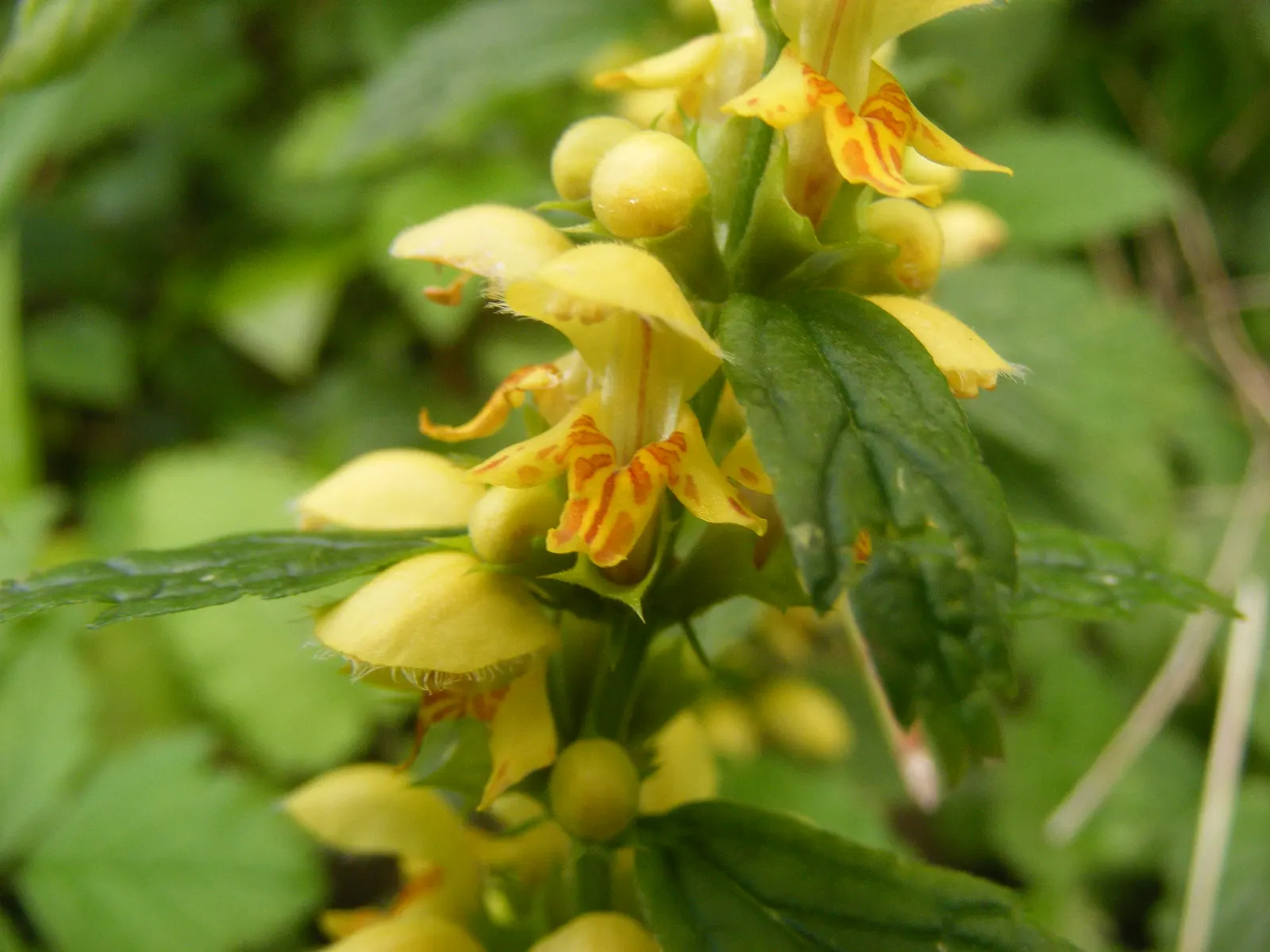 Yellow Archangel (Lamium Galeobdolon) — making it an ideal ground cover; its adaptability allows it to perform well in a range of soil types, image 82