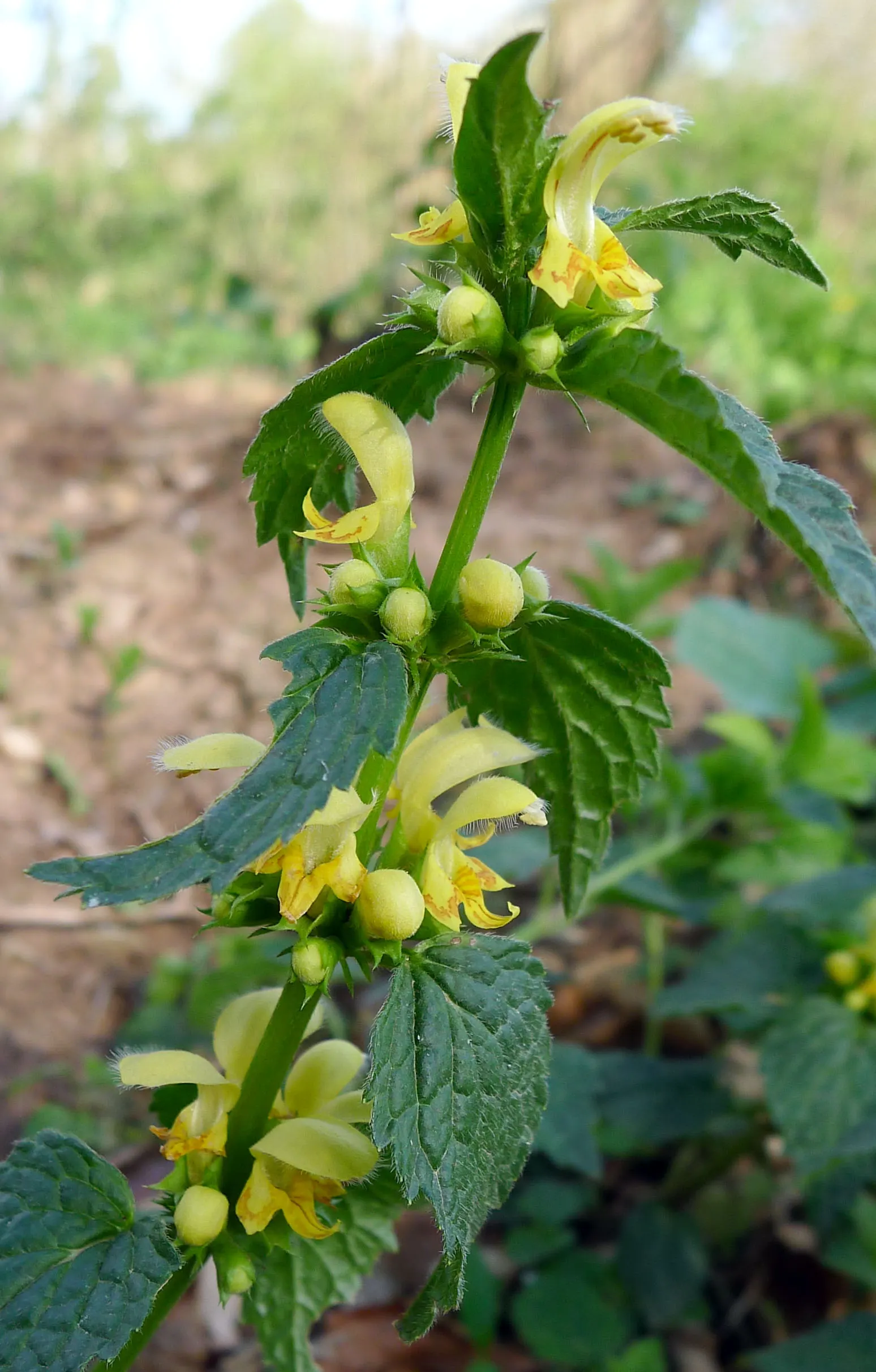 Yellow Archangel (Lamium Galeobdolon) — this hardy plant spreads 18-36 inches wide; adding a pop of color to the green tapestry of the, image 117