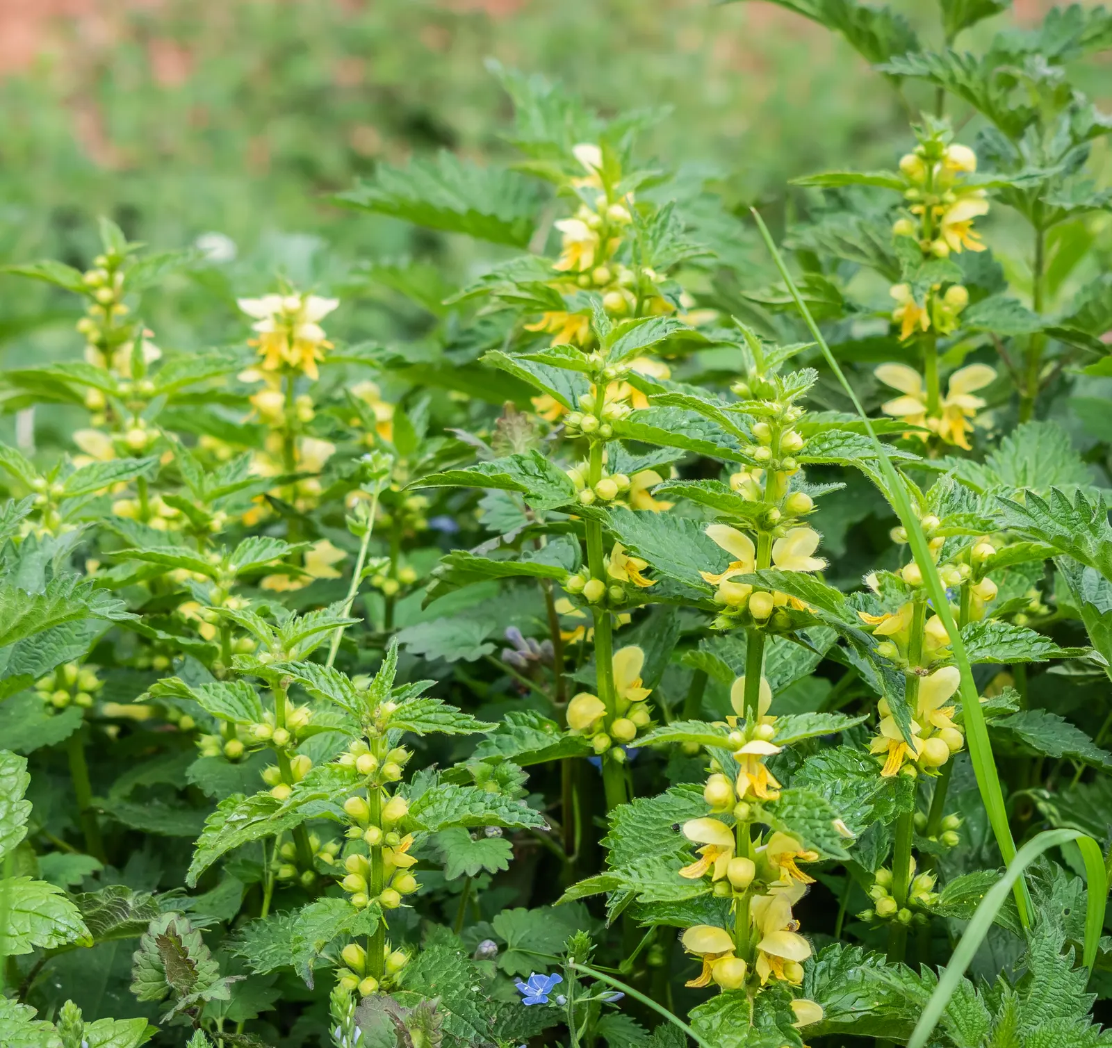 Yellow Archangel (Lamium Galeobdolon) — yellow flowers in the garden; scientifically called Lamium galeobdolon