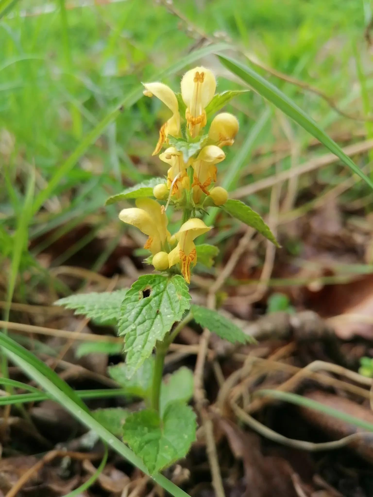 Yellow Archangel (Lamium Galeobdolon) — shade-loving perennial renowned for its vibrant foliage and distinctive flowers; ground cover / perennial, image 53