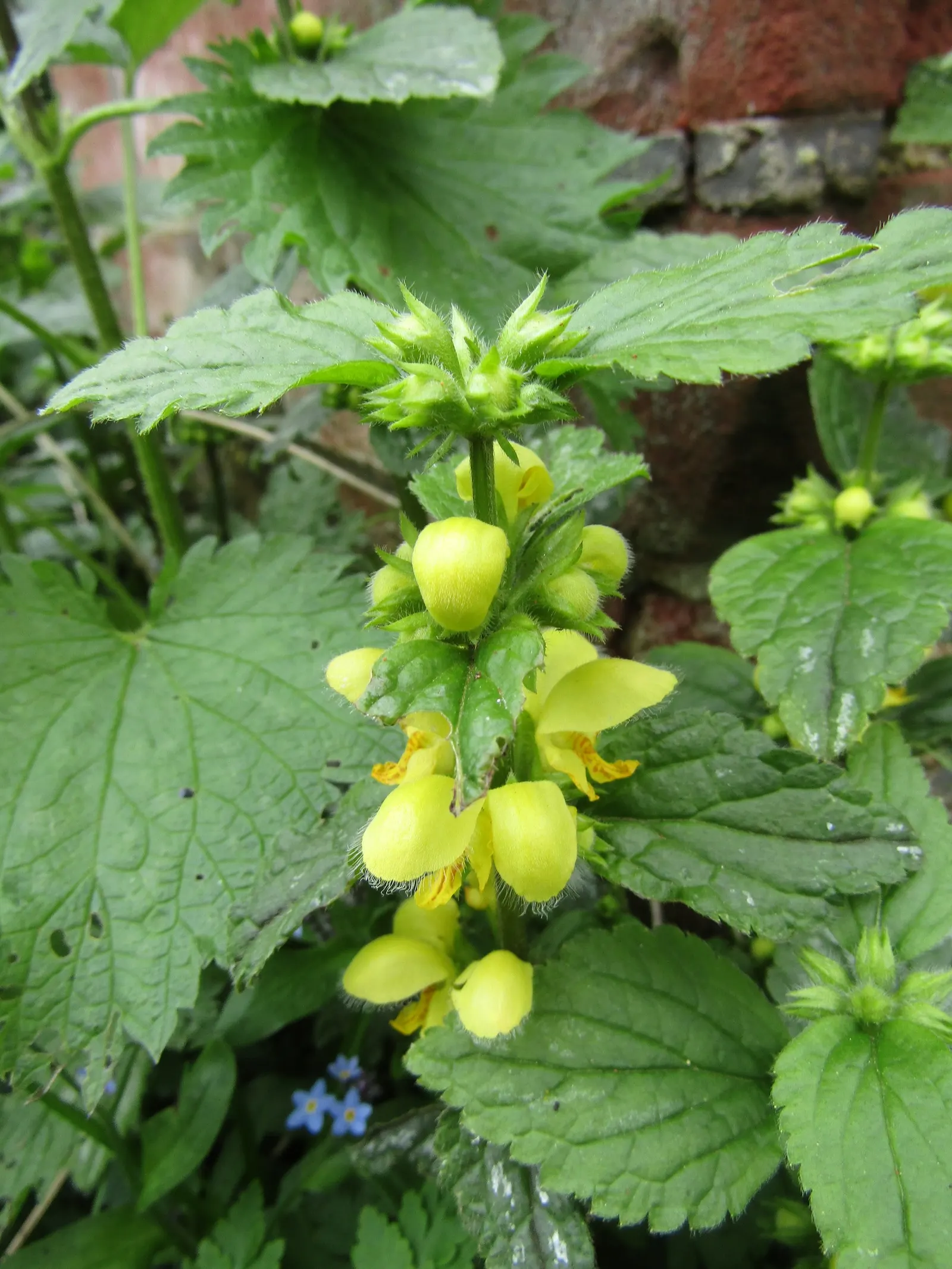 Yellow Archangel (Lamium Galeobdolon) — this hardy plant spreads 18-36 inches wide; adding a pop of color to the green tapestry of the landscape.<br><br>This
