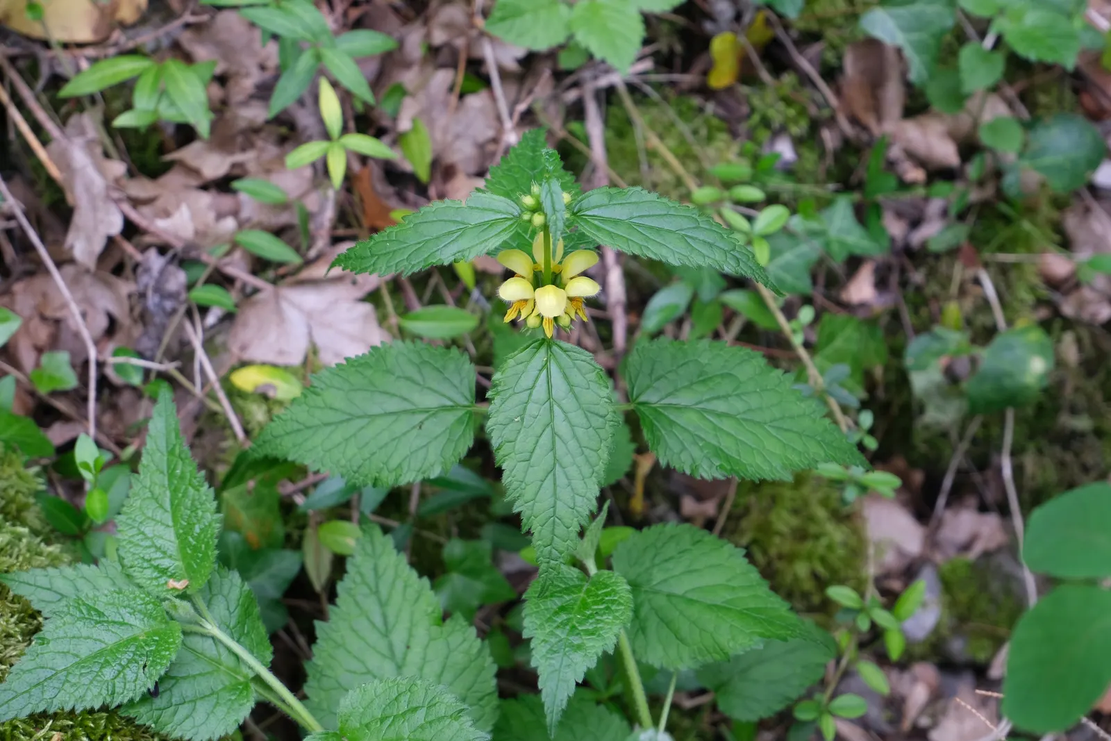 Yellow Archangel (Lamium Galeobdolon) — Flourishing up to a height of 12-24 inches; it's a low-maintenance option that is adept at crowding out, image 93