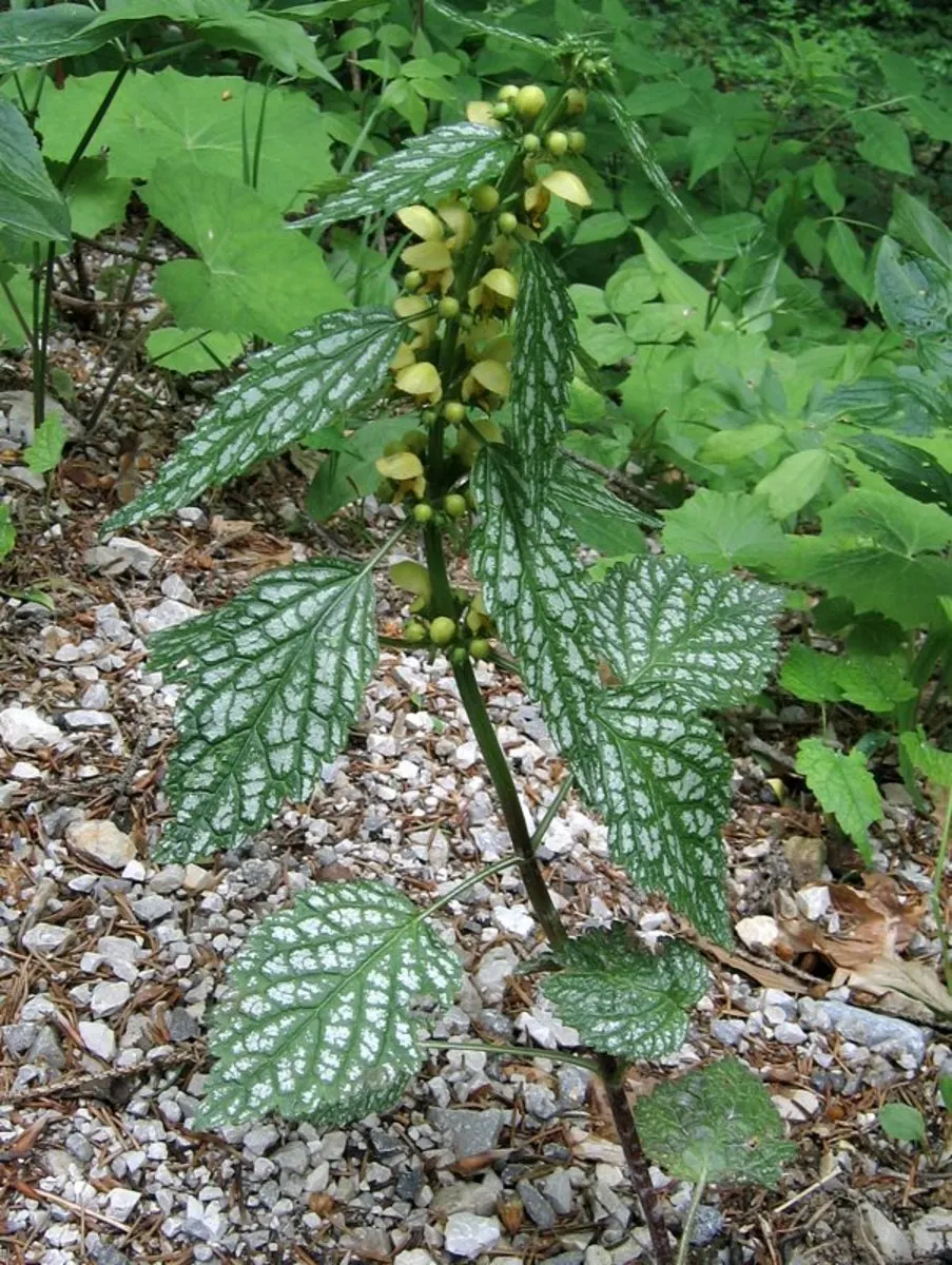Yellow Archangel (Lamium Galeobdolon) — it's a low-maintenance option that is adept at crowding out weeds; this hardy plant spreads 18-36 inches, image 73