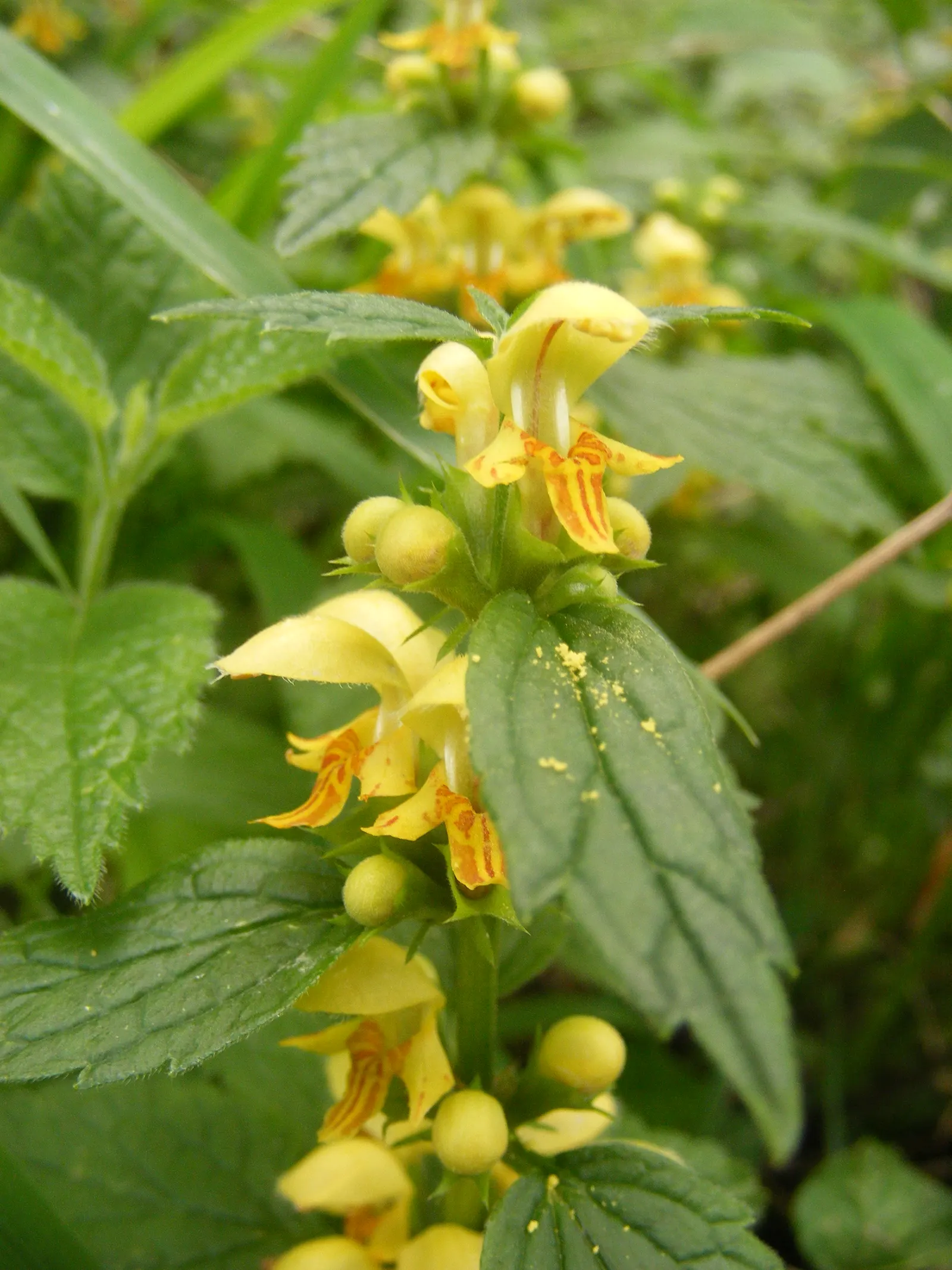 Yellow Archangel (Lamium Galeobdolon) — enabling it to fill in bare spots efficiently, image 104