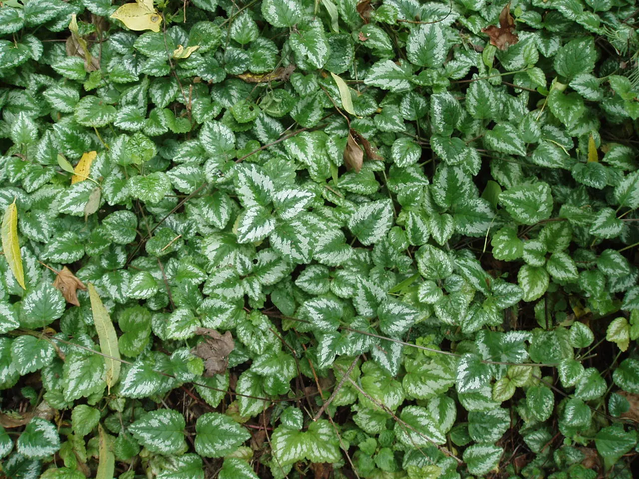 Yellow Archangel (Lamium Galeobdolon) — yellow flowers in the garden