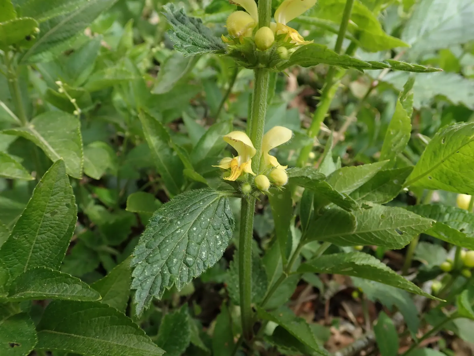 Yellow Archangel (Lamium Galeobdolon) — ground cover / perennial for deep shade or half or shade; ensure the client is aware of its invasive, image 69