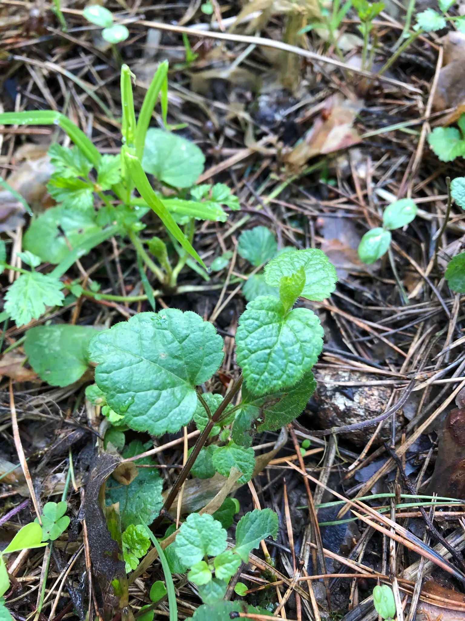 Yellow Archangel (Lamium Galeobdolon) — due caution should be taken; providing excellent coverage in partly shaded areas