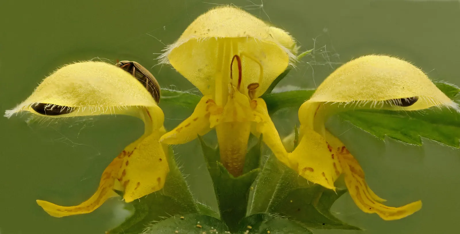 Yellow Archangel (Lamium Galeobdolon) — ground cover / perennial with yellow blooms; making it an ideal ground cover