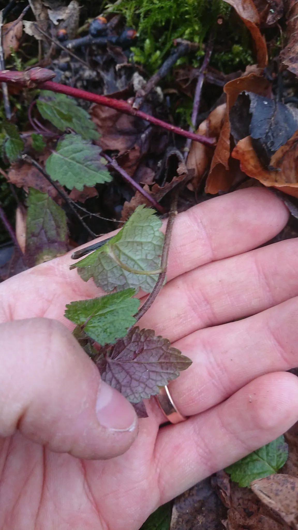 Yellow Archangel (Lamium Galeobdolon) — adding a pop of color to the green tapestry of the landscape.<br><br>This plant's growth habit is vigorous, image 57