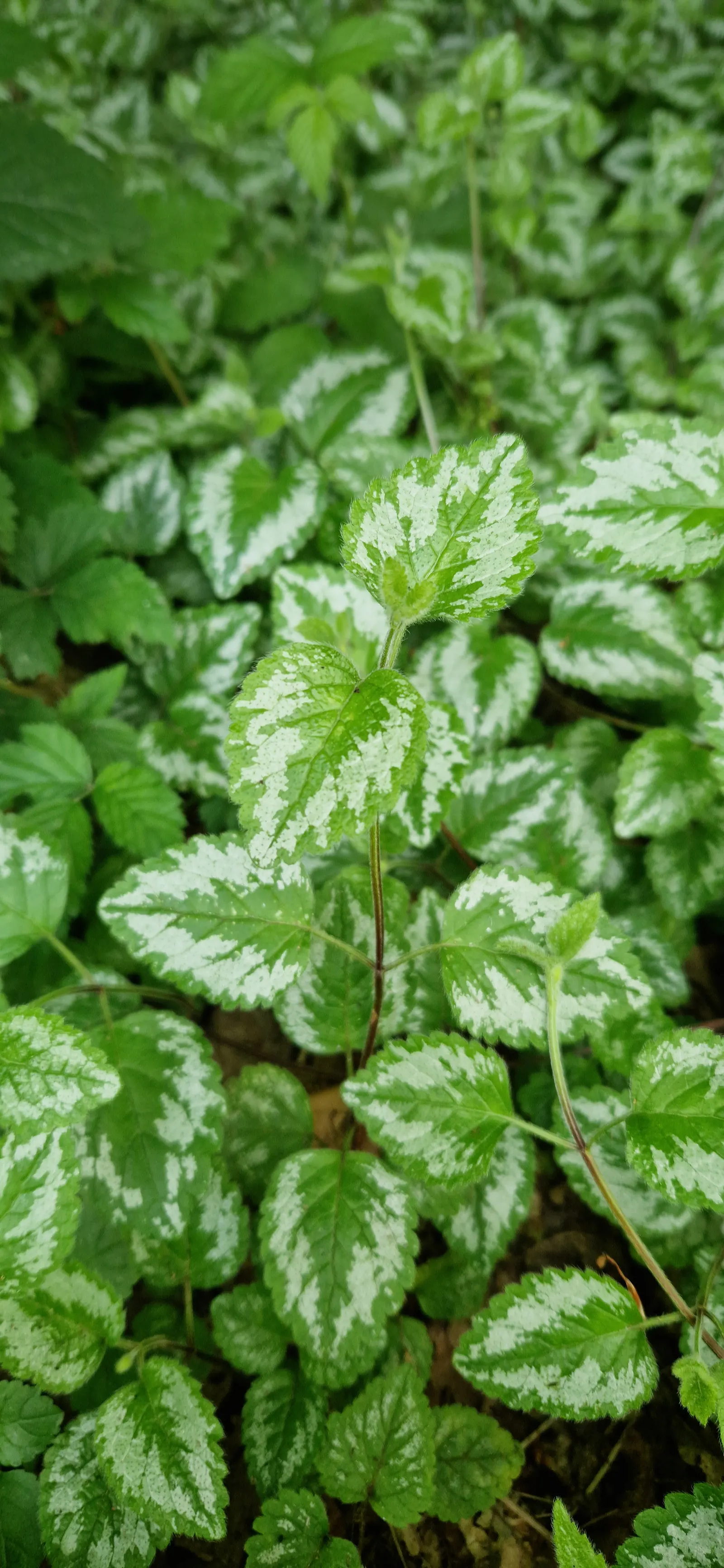 Yellow Archangel (Lamium Galeobdolon) — scientifically called Lamium galeobdolon; spreading by both runners and self-seeding, image 121