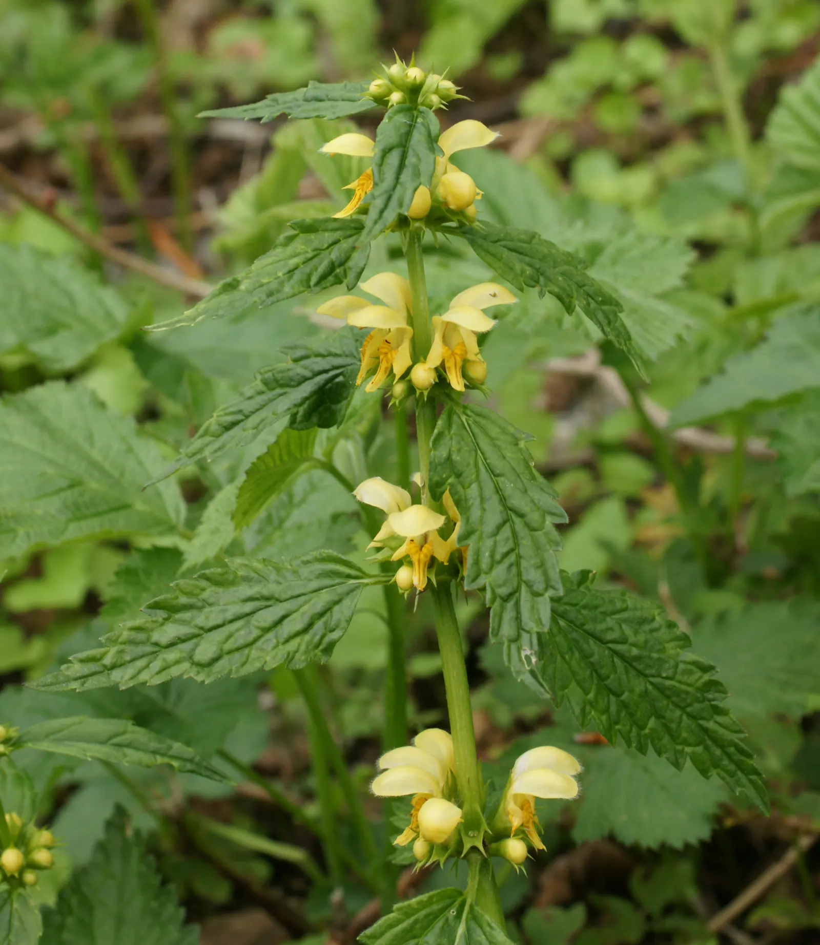 Yellow Archangel (Lamium Galeobdolon) — making it an ideal ground cover; its adaptability allows it to perform well in a range of soil types, image 105