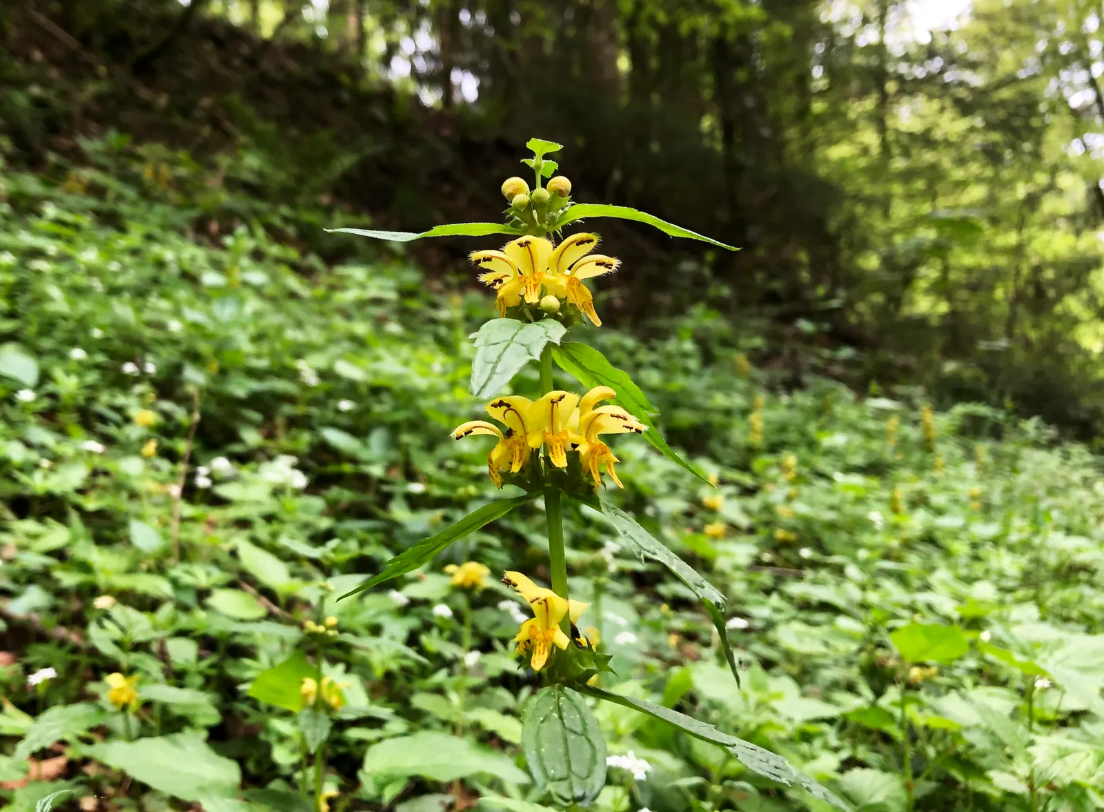 Yellow Archangel (Lamium Galeobdolon) — enabling it to fill in bare spots efficiently, image 58
