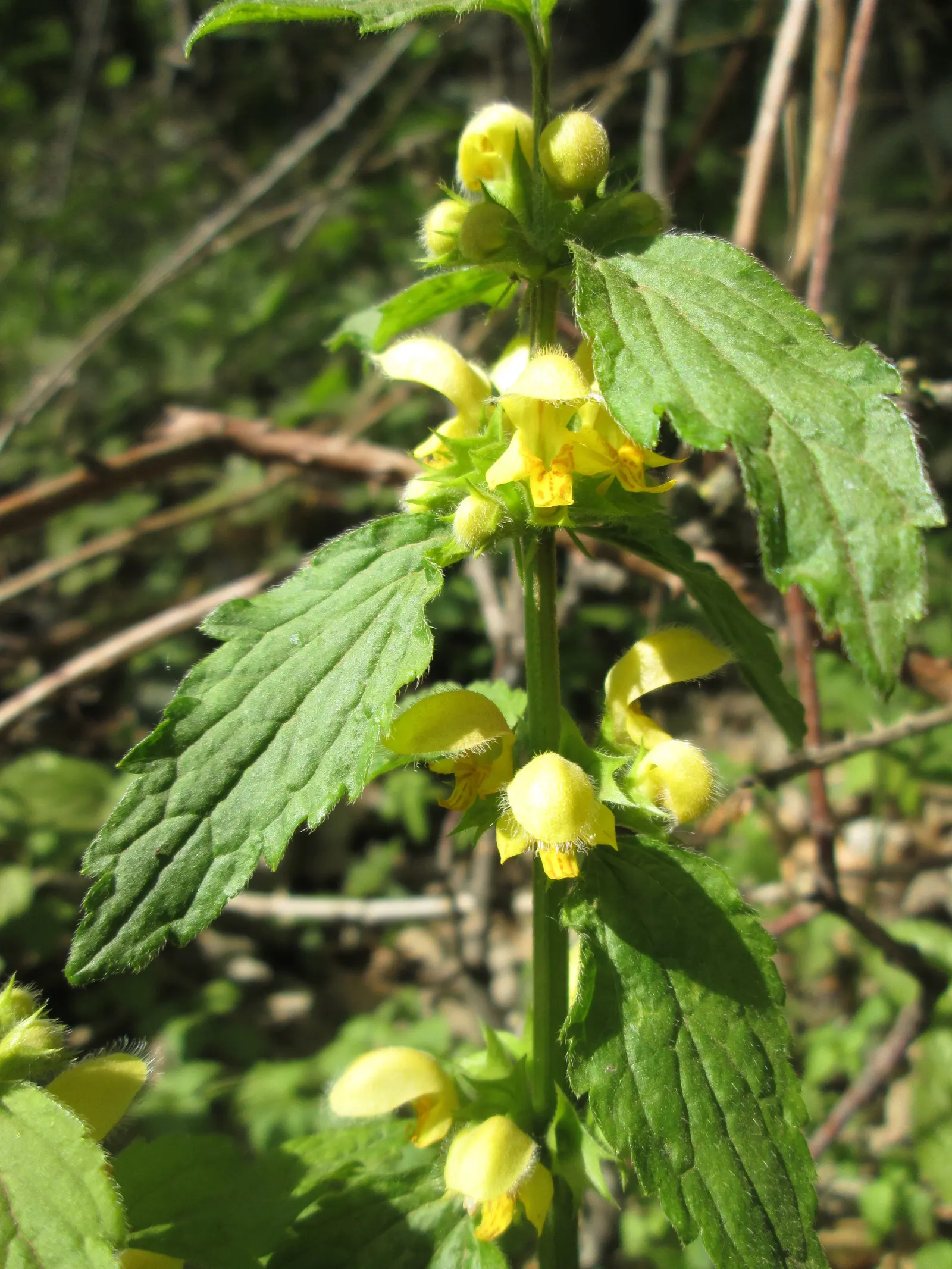 Yellow Archangel (Lamium Galeobdolon) — yellow flowers in the garden; scientifically called Lamium galeobdolon, image 90