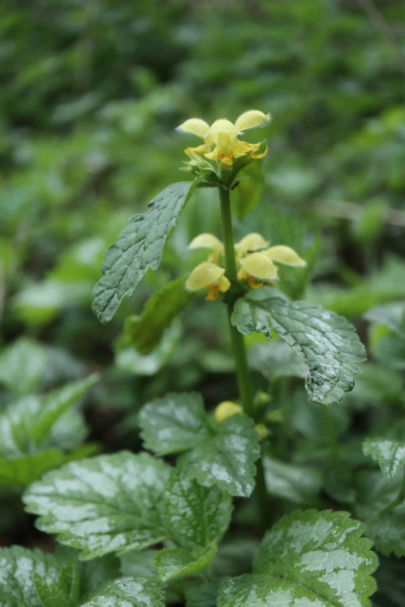 Yellow Archangel (Lamium Galeobdolon) — From late spring to early summer