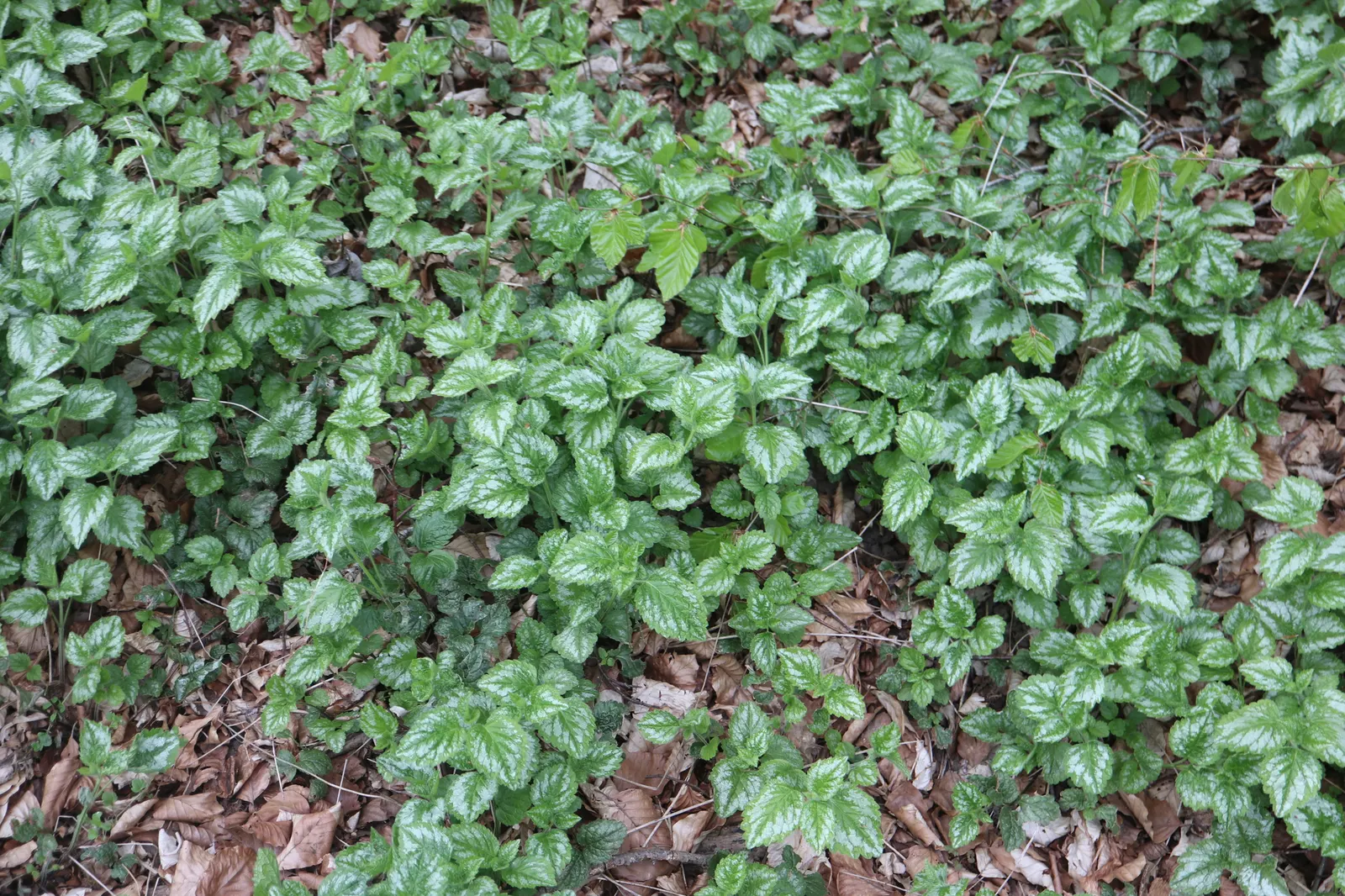 Yellow Archangel (Lamium Galeobdolon) — adding a pop of color to the green tapestry of the landscape.<br><br>This plant's growth habit is vigorous, image 126