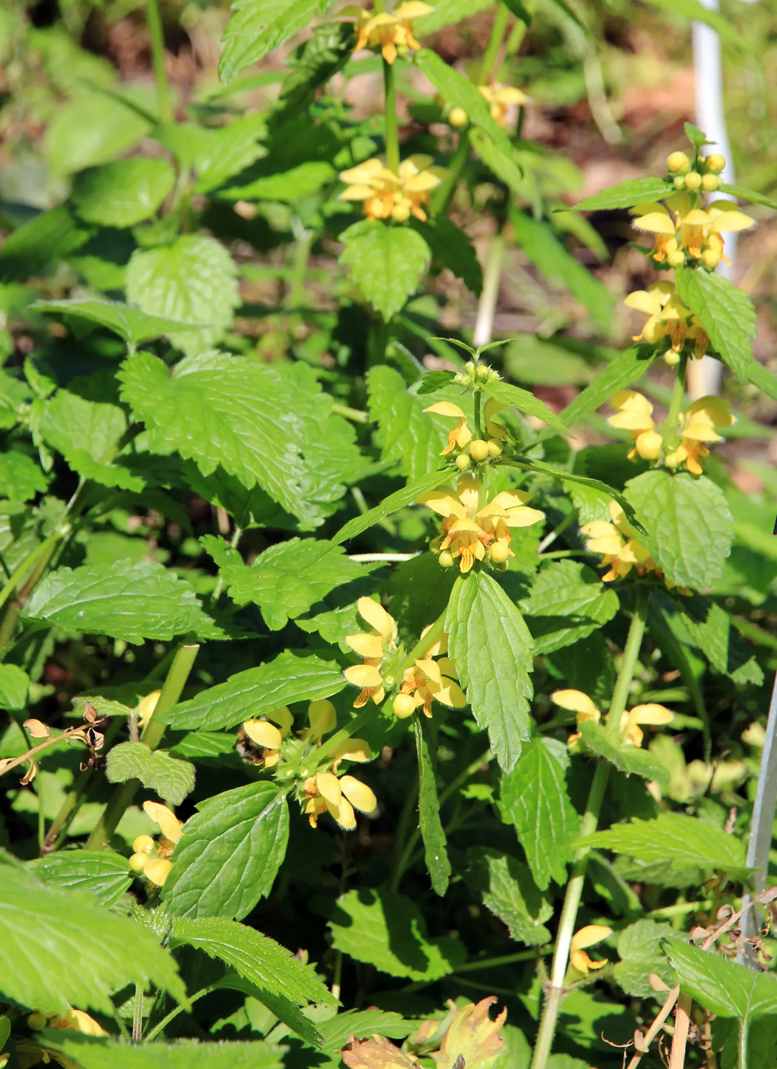Yellow Archangel (Lamium Galeobdolon) — it's a low-maintenance option that is adept at crowding out weeds