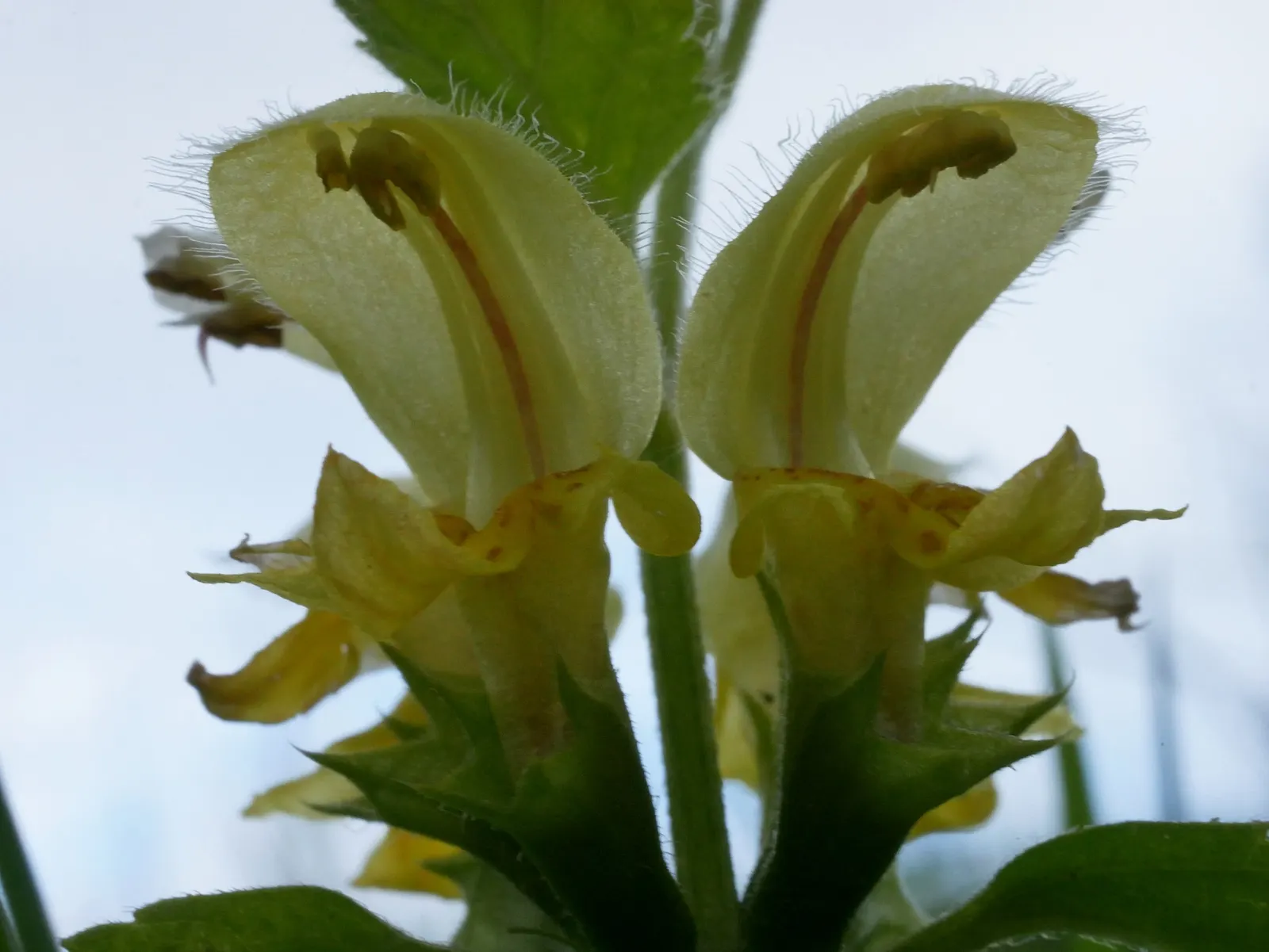 Yellow Archangel (Lamium Galeobdolon) — Yellow Archangel is superb when partnered with ferns; flourishing up to a height of 12-24 inches, image 63