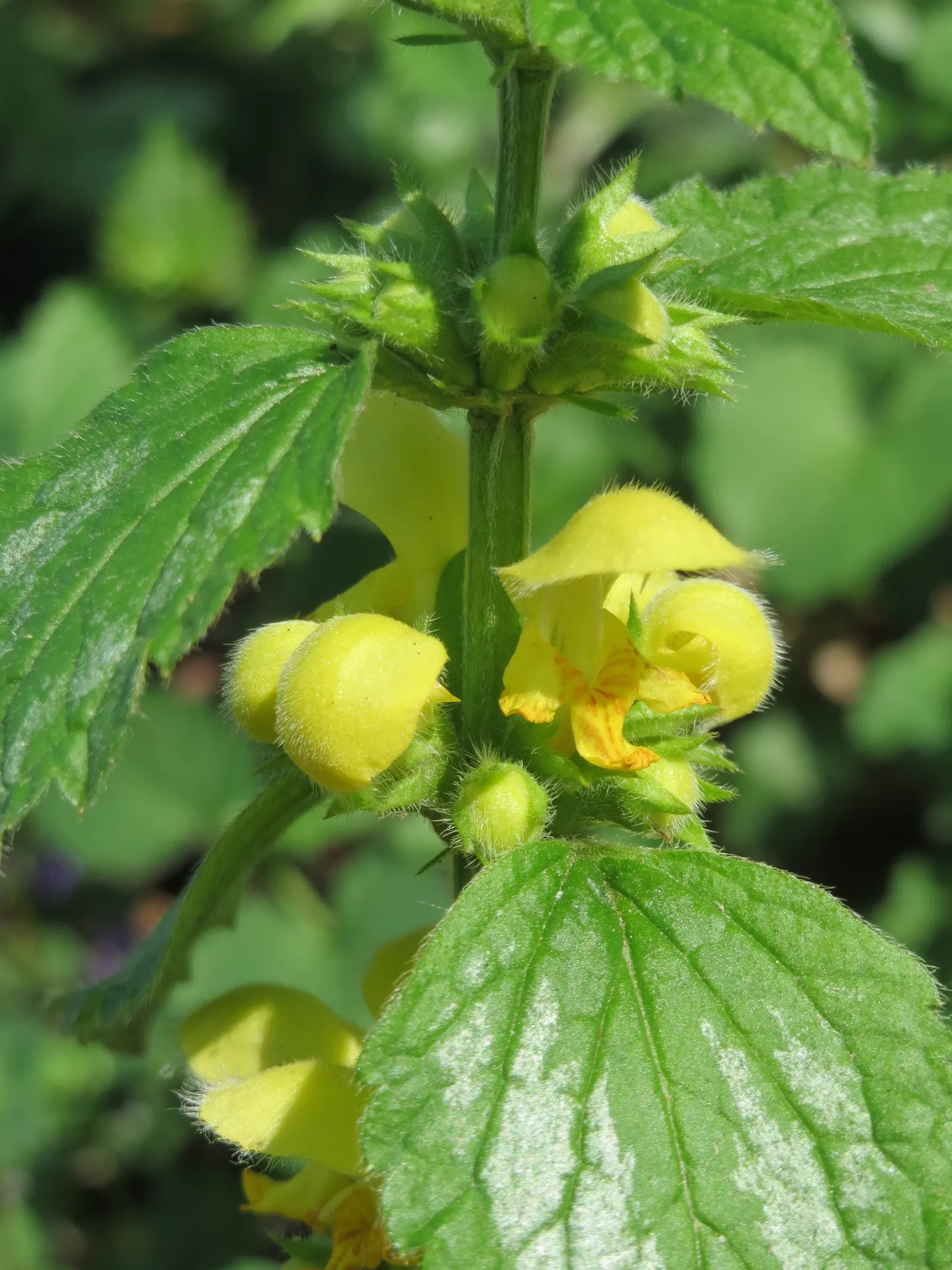 Yellow Archangel (Lamium Galeobdolon) — yellow blossoms atop its square stems; yellow flowers in the garden, image 102