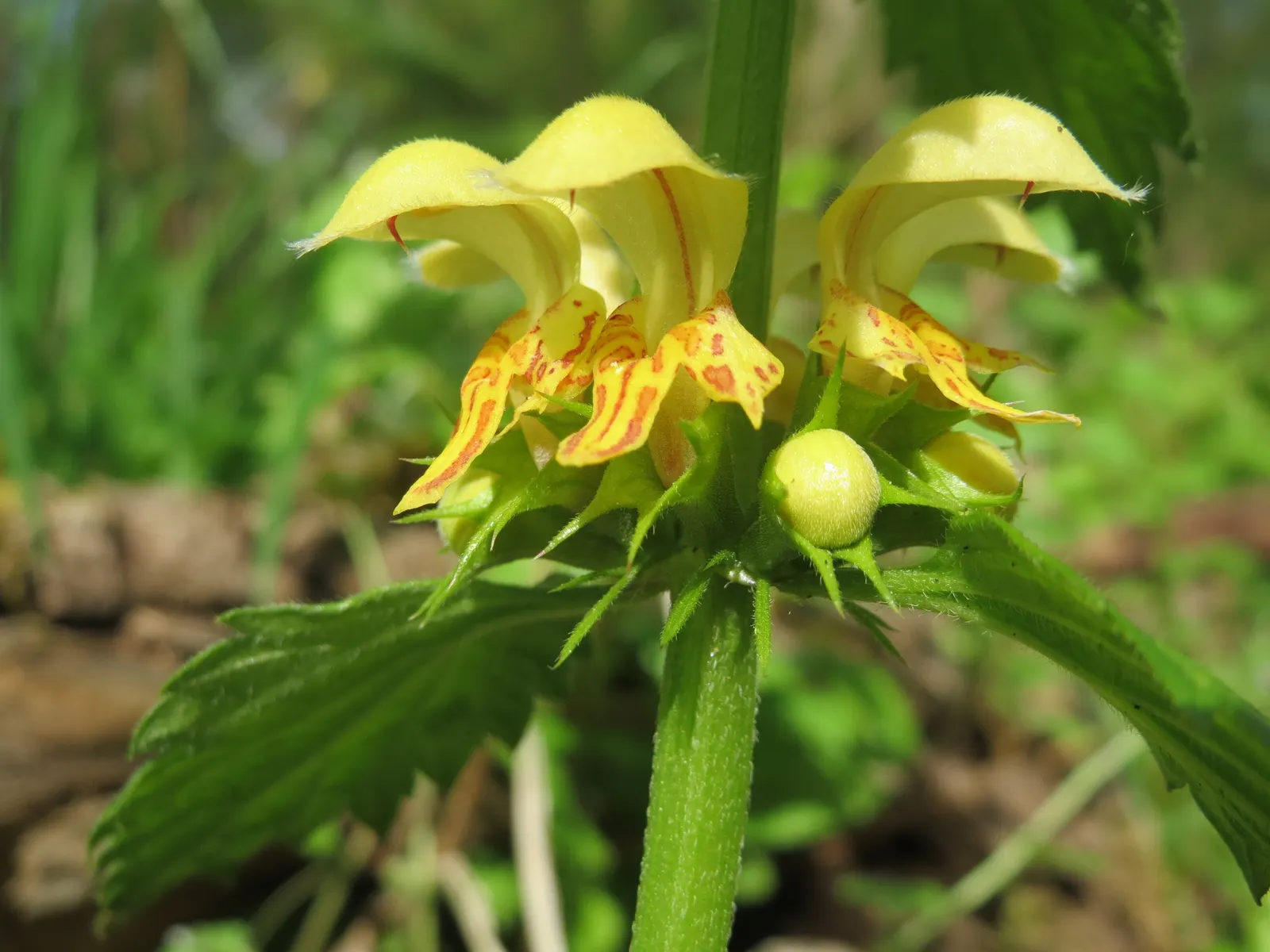 Yellow Archangel (Lamium Galeobdolon) — ground cover / perennial with yellow blooms; making it an ideal ground cover, image 91